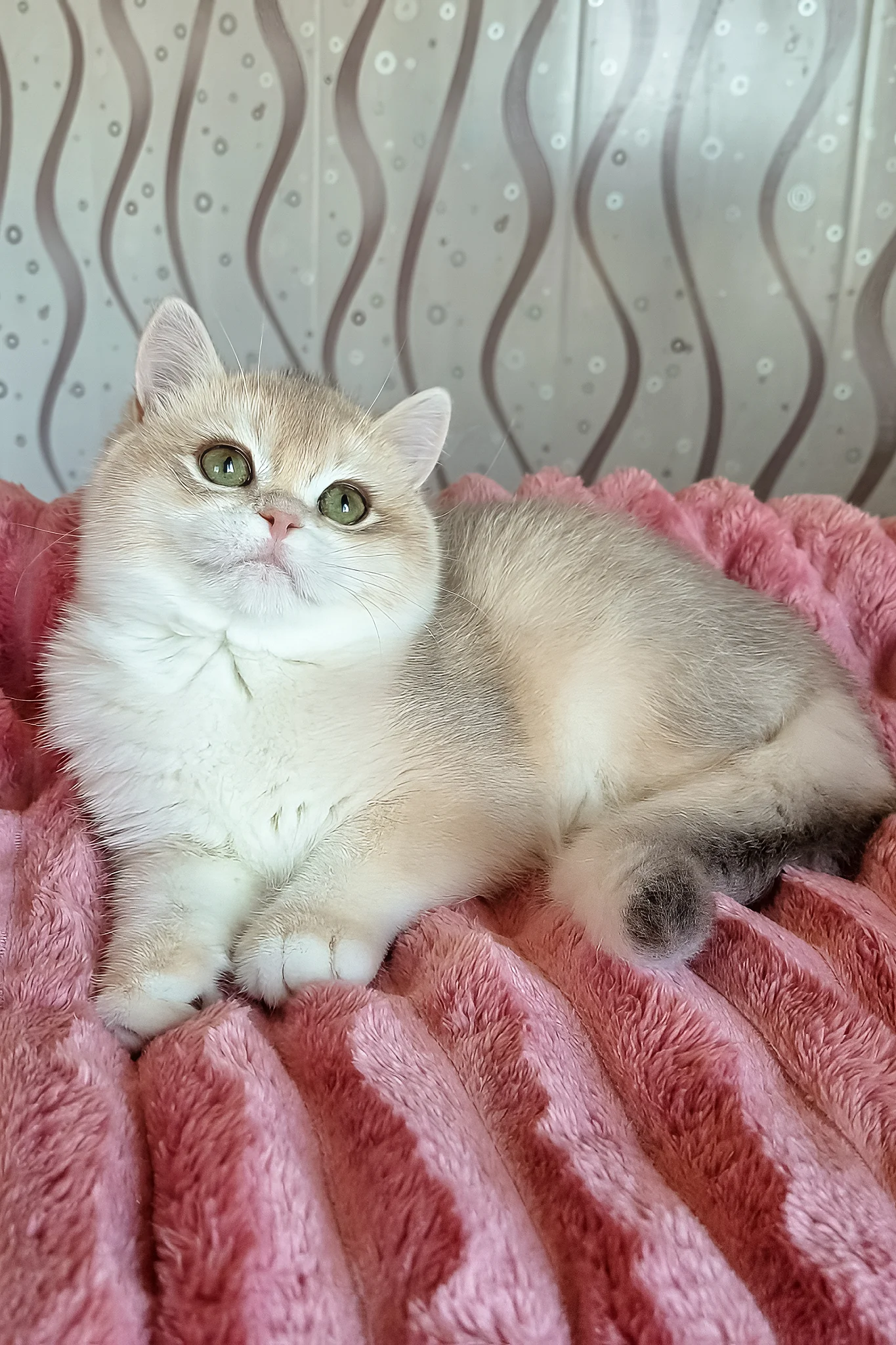 Nysha | British Shorthair Kitten