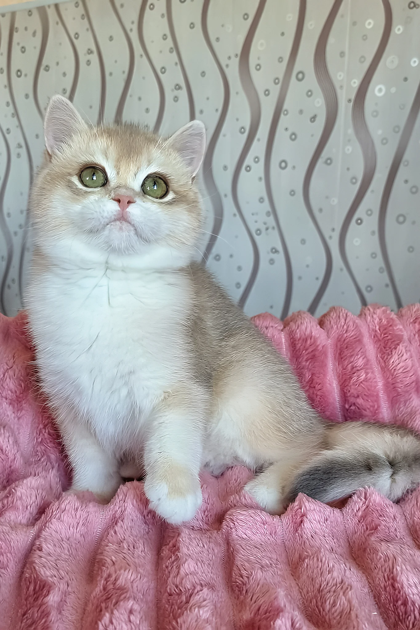 Nysha | British Shorthair Kitten - Image 2