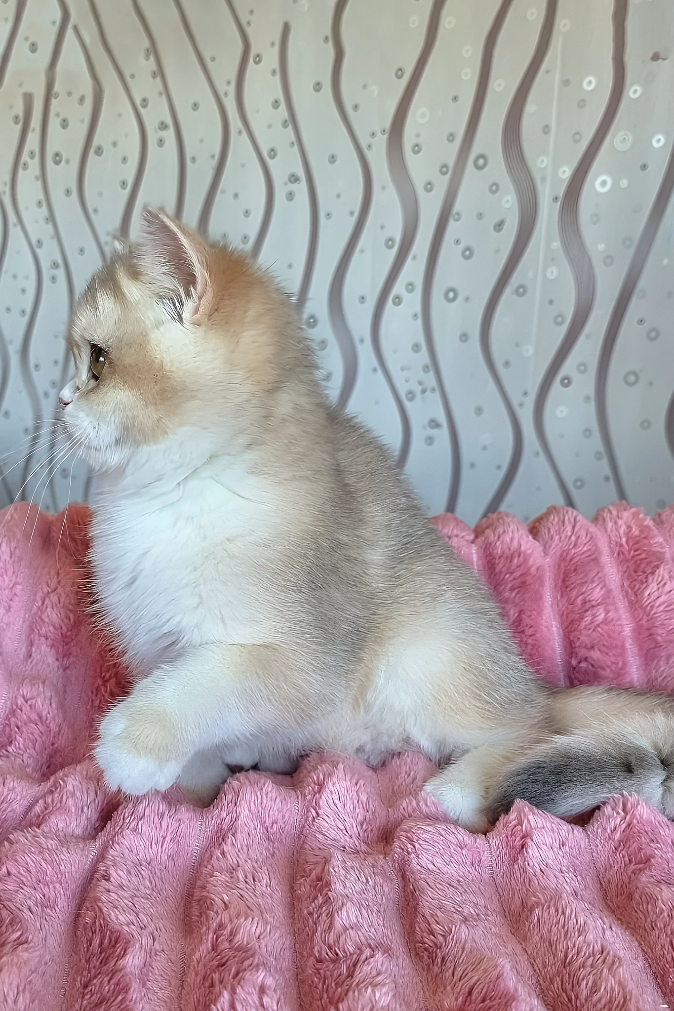 Nysha | British Shorthair Kitten - Image 5