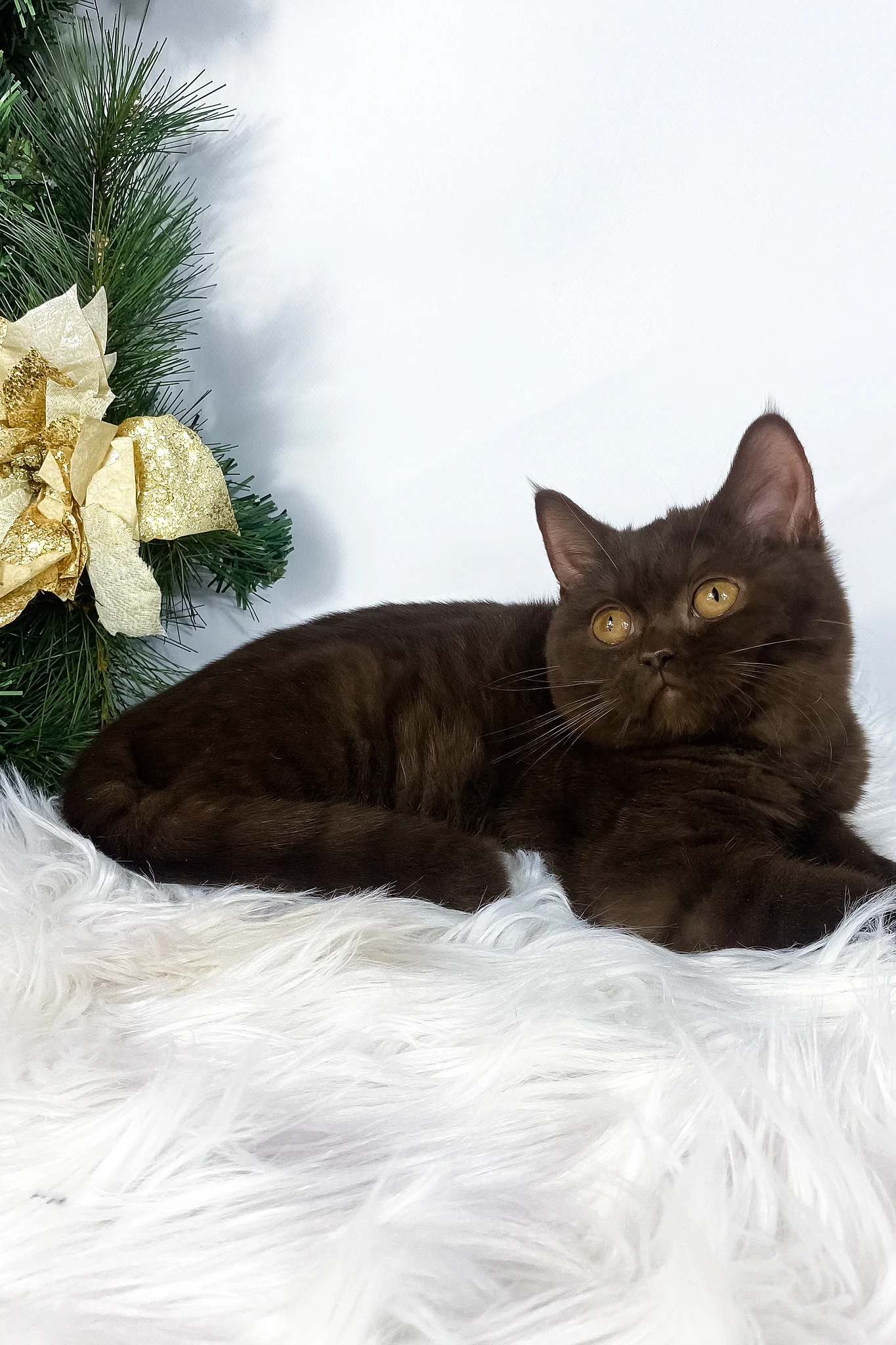 Olly | British Shorthair Kitten - Image 5
