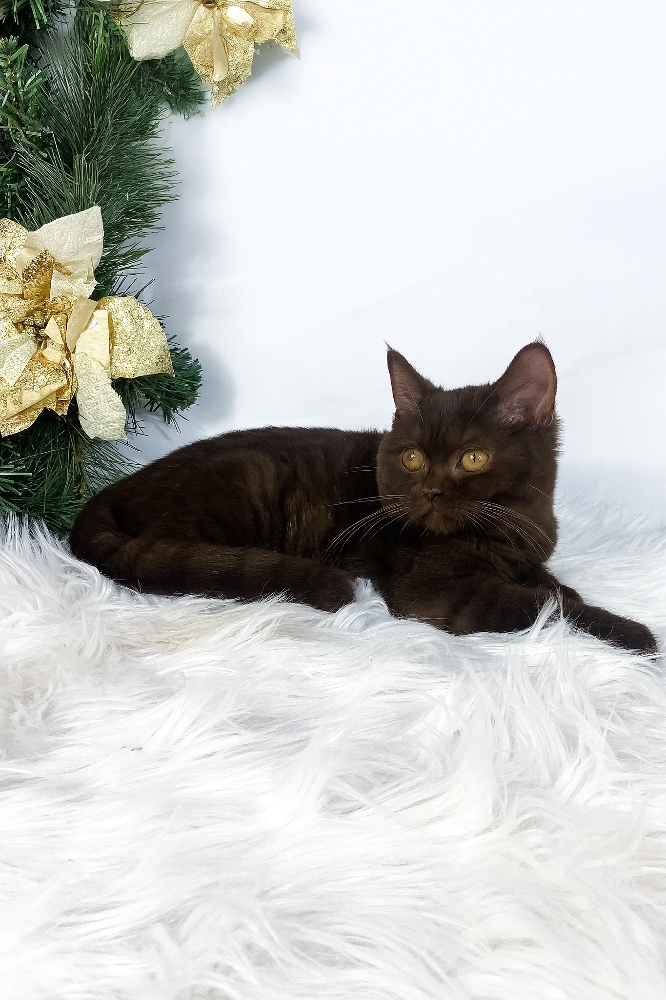 Olly | British Shorthair Kitten - Image 6