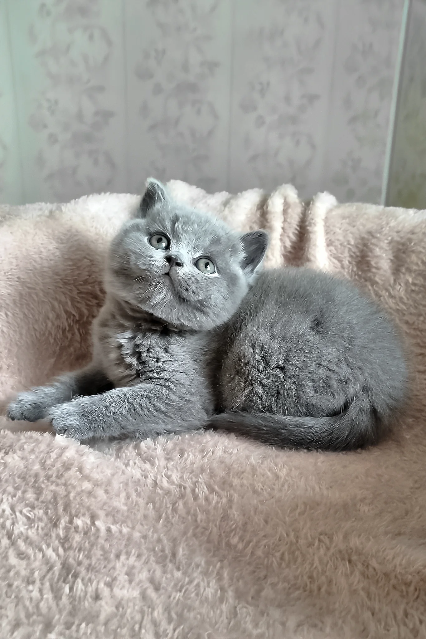 Plusha | British Shorthair Kitten - Image 2