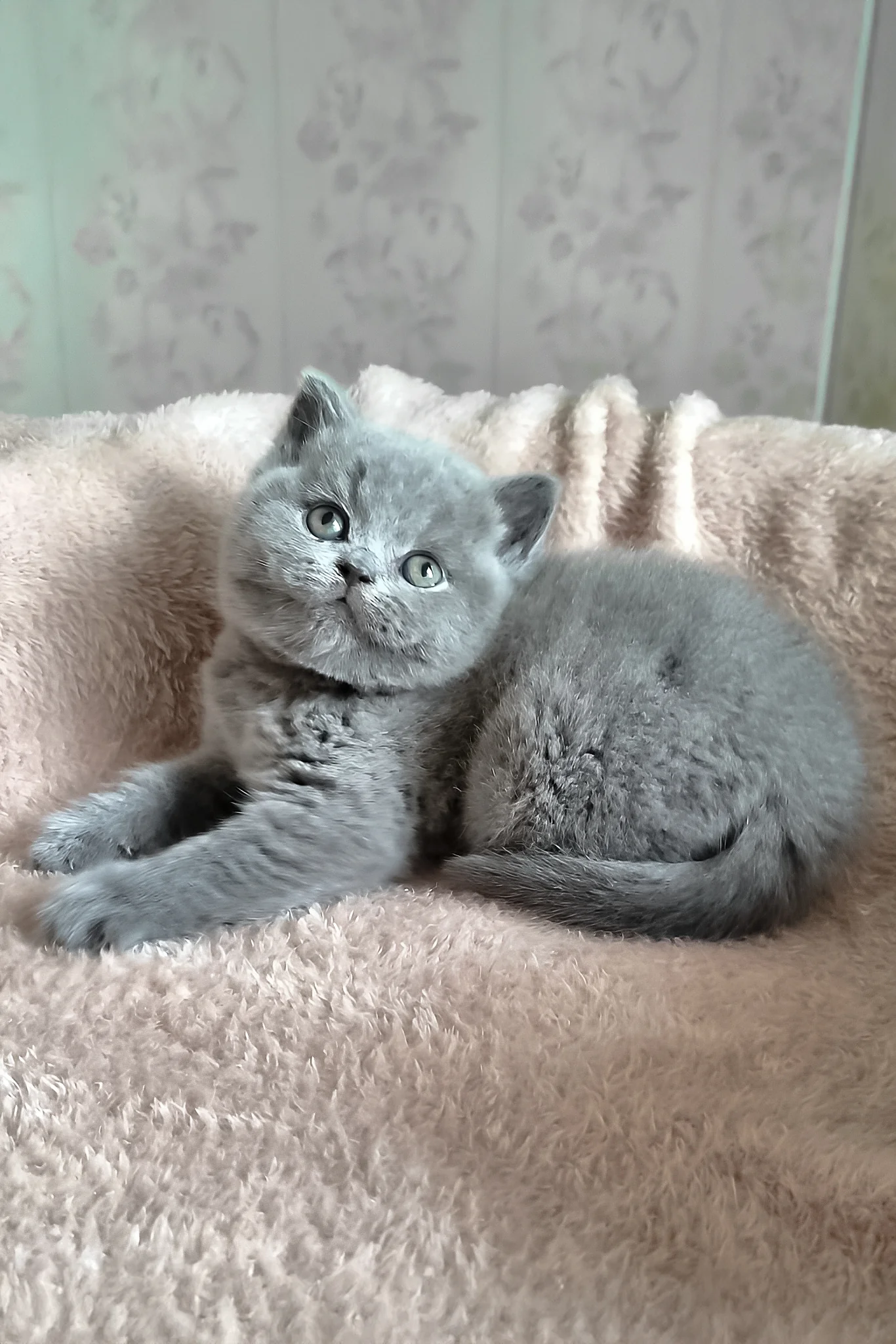 Plusha | British Shorthair Kitten - Image 4