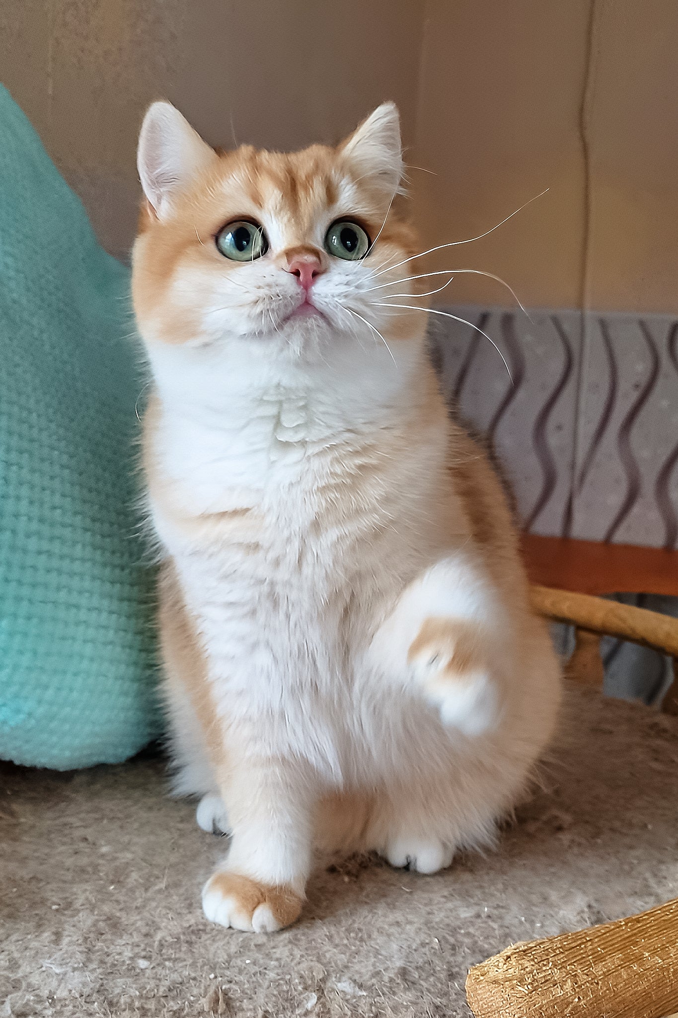 Pona | British Shorthair Kitten - Image 3