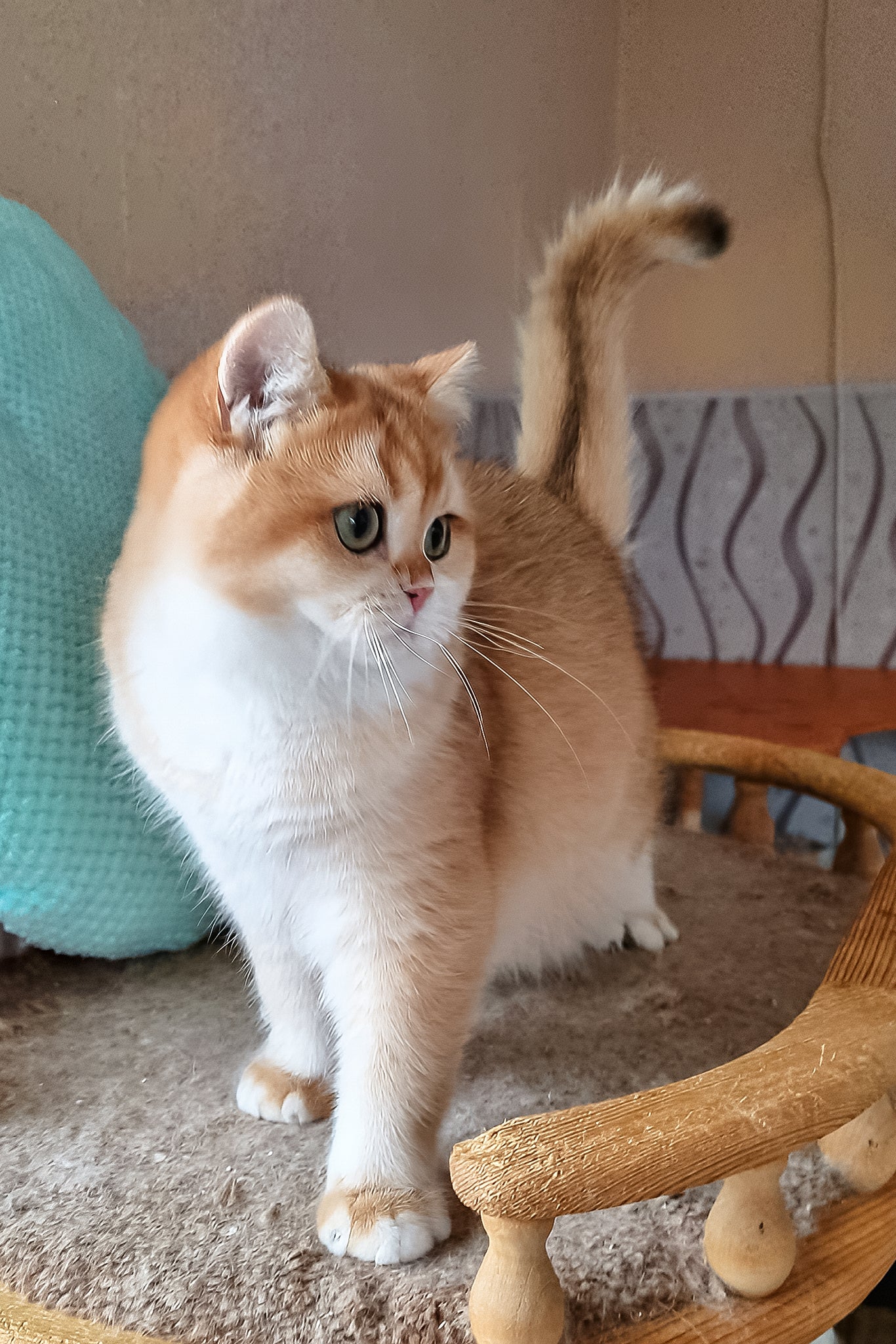 Pona | British Shorthair Kitten - Image 6