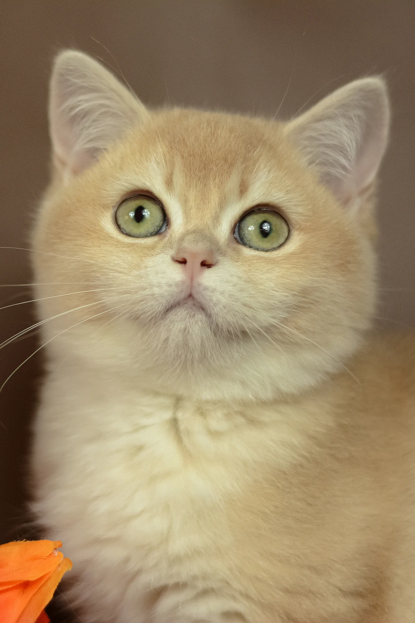 Queen | British Shorthair Kitten - Image 2