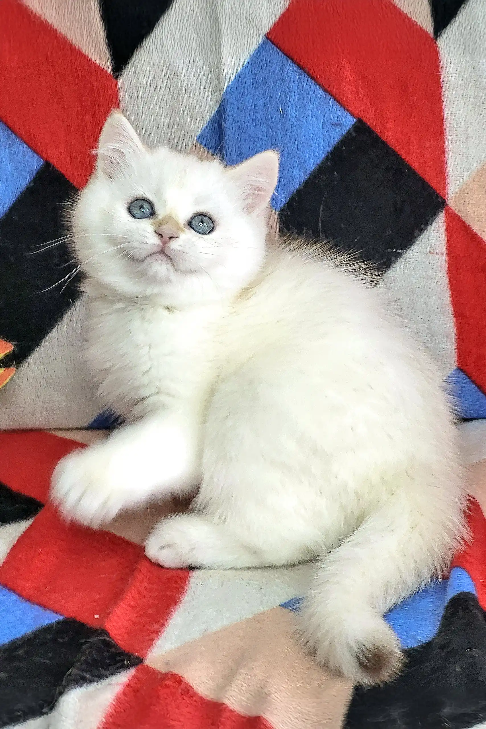 Quiana | British Shorthair Kitten - Image 2