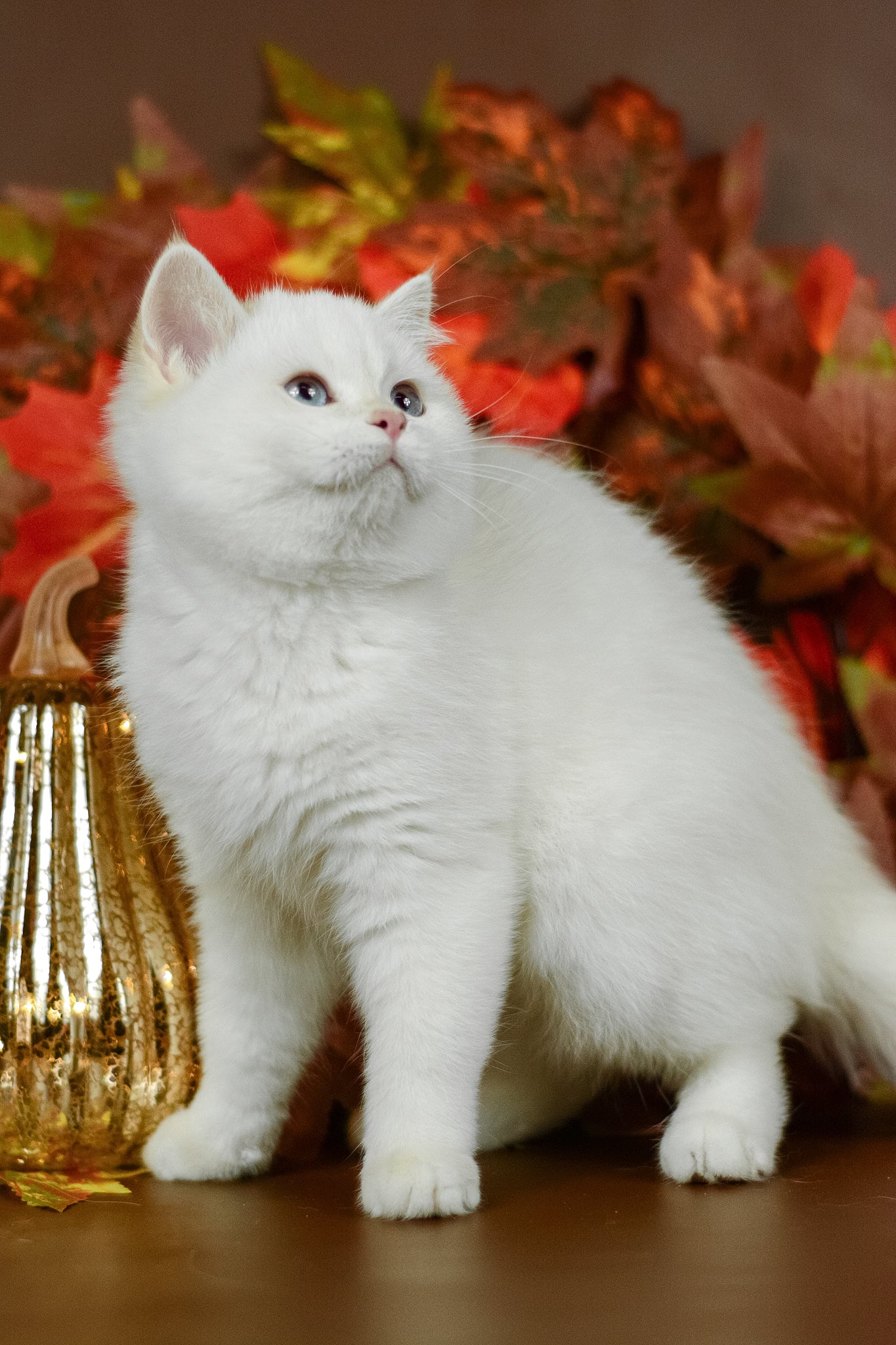 Quixy | British Shorthair Kitten - Image 4