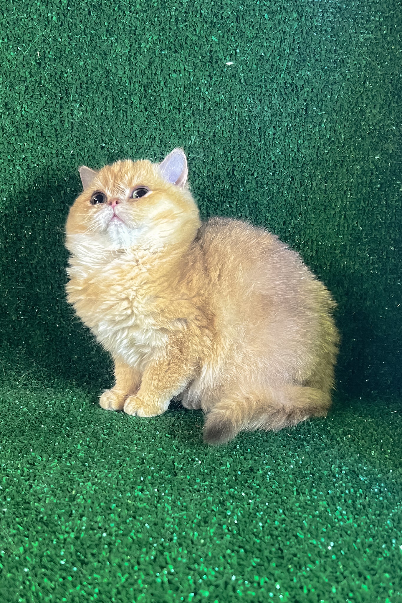Rаmira | British Shorthair Kitten - Image 3