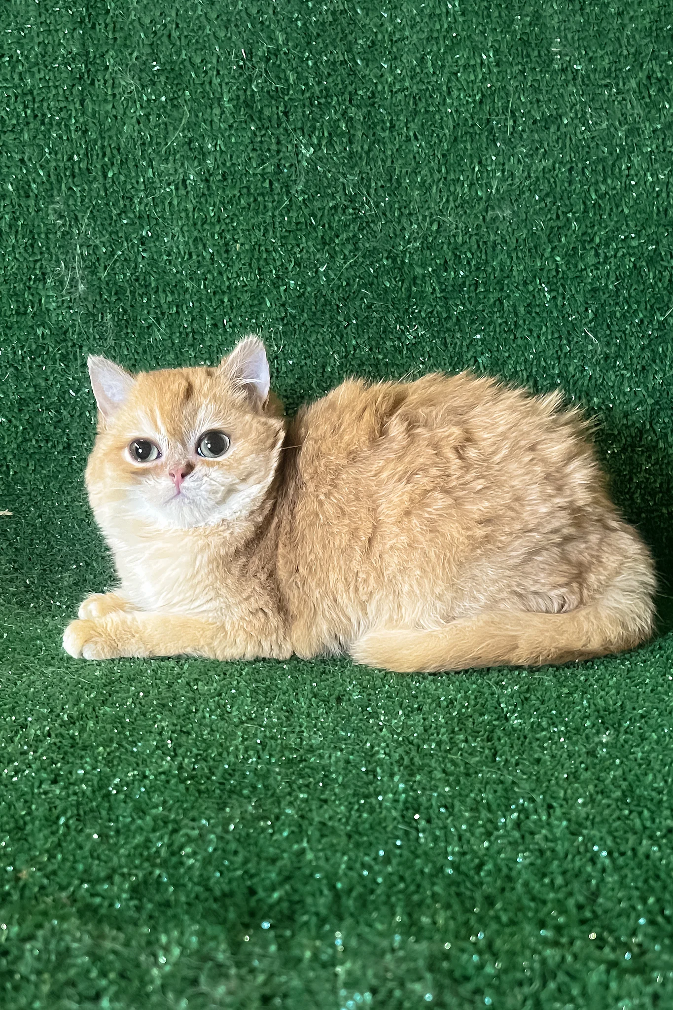 Rаmira | British Shorthair Kitten - Image 4