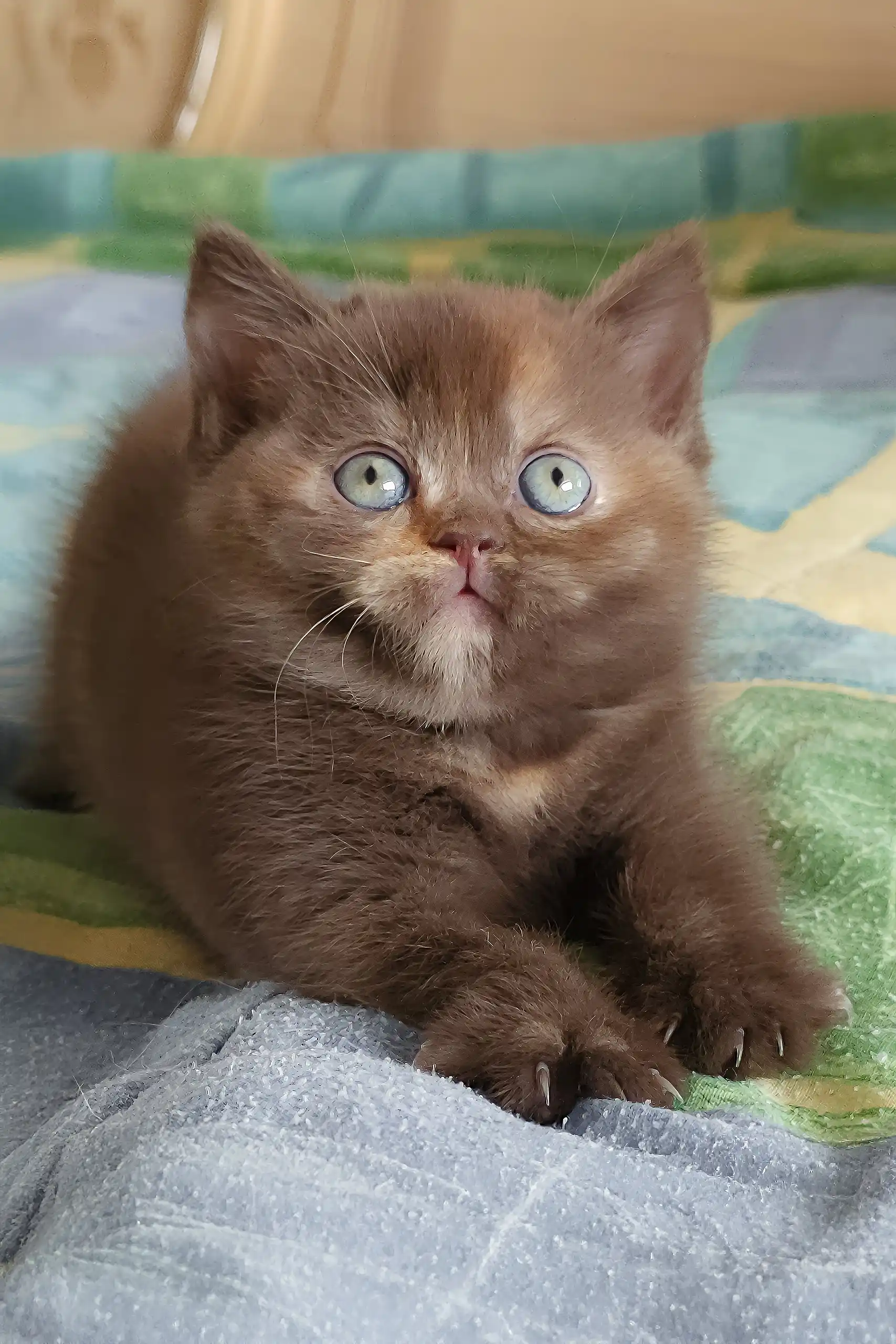 Robusta | British Shorthair Kitten - Image 4