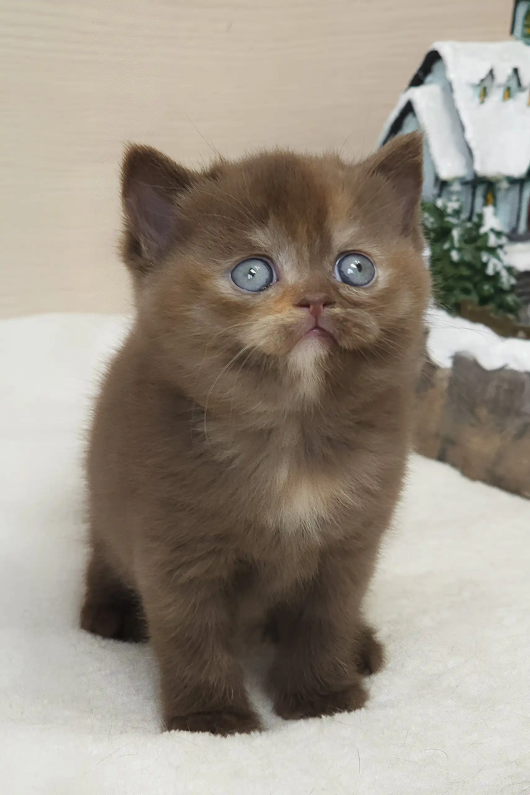 Robusta | British Shorthair Kitten - Image 6