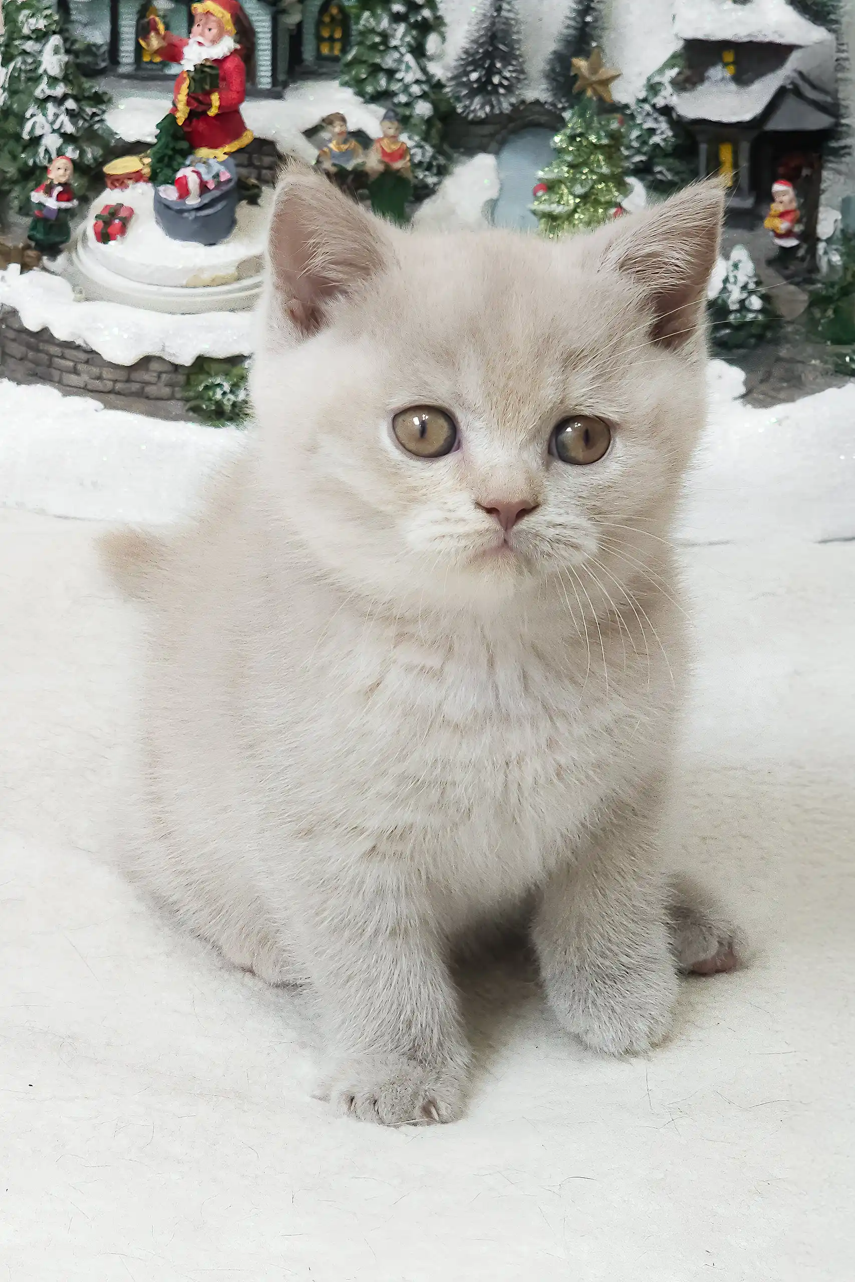 Romashka | British Shorthair Kitten