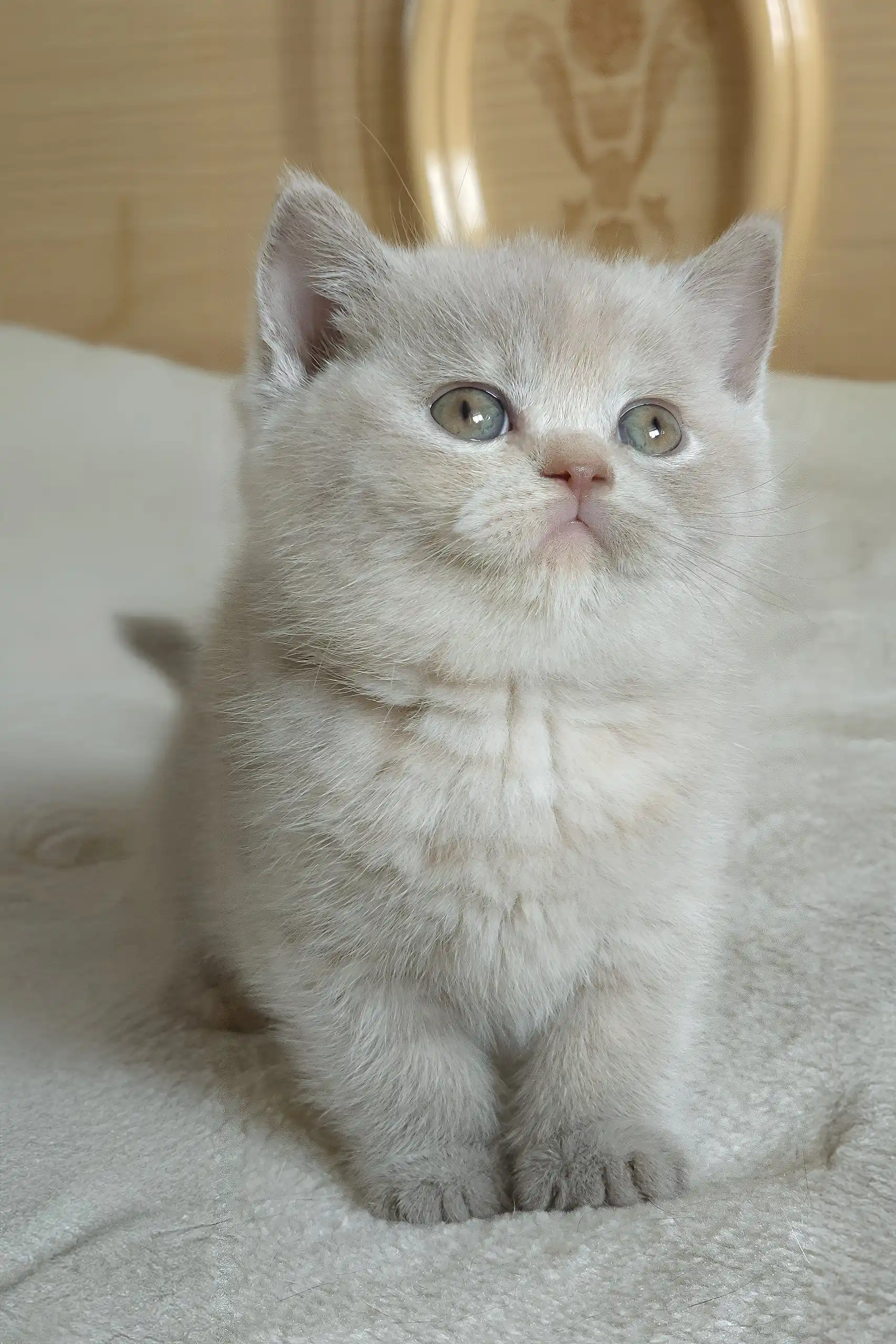 Romashka | British Shorthair Kitten - Image 2
