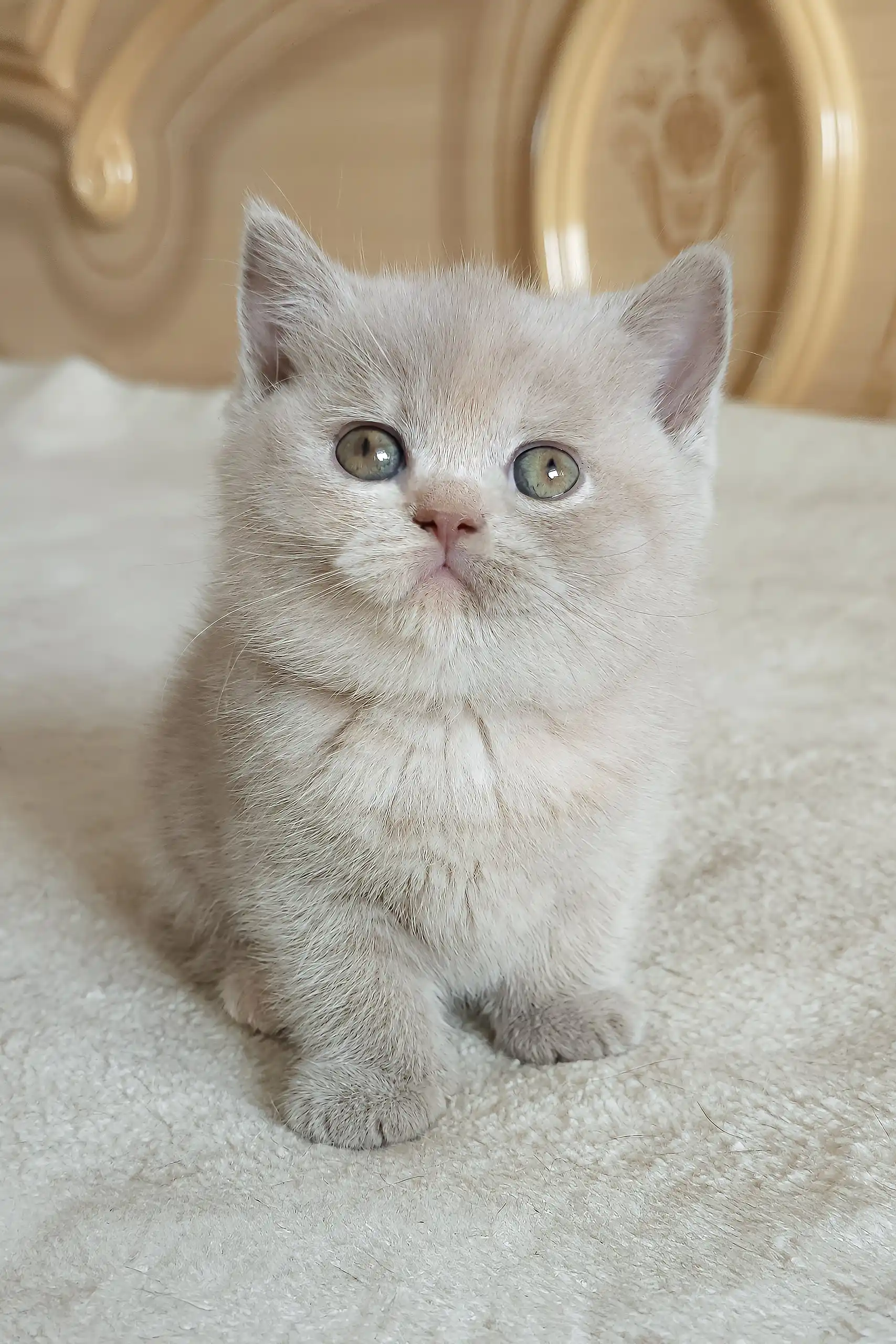 Romashka | British Shorthair Kitten - Image 3
