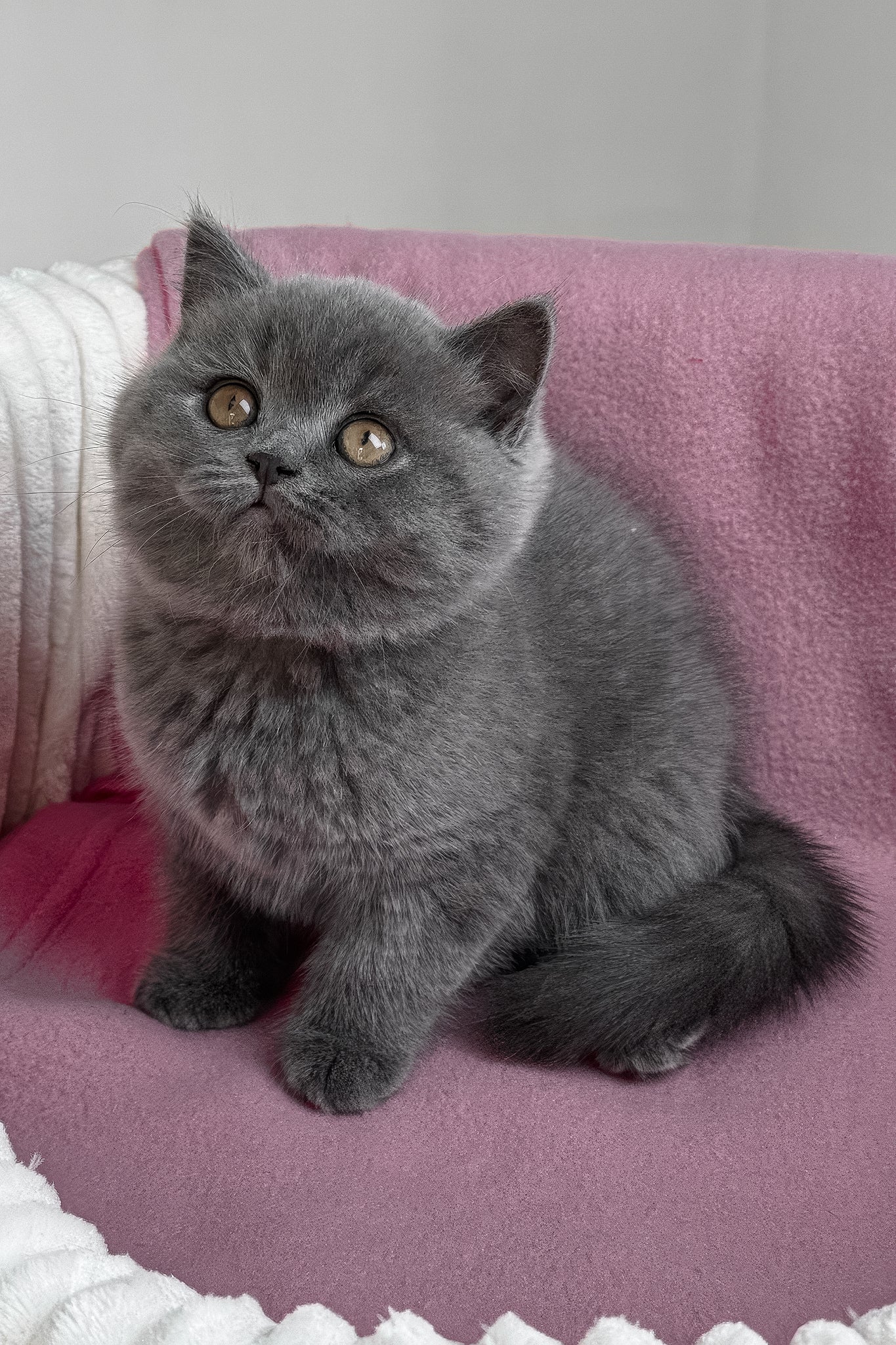 Rosie | British Shorthair Kitten - Image 6