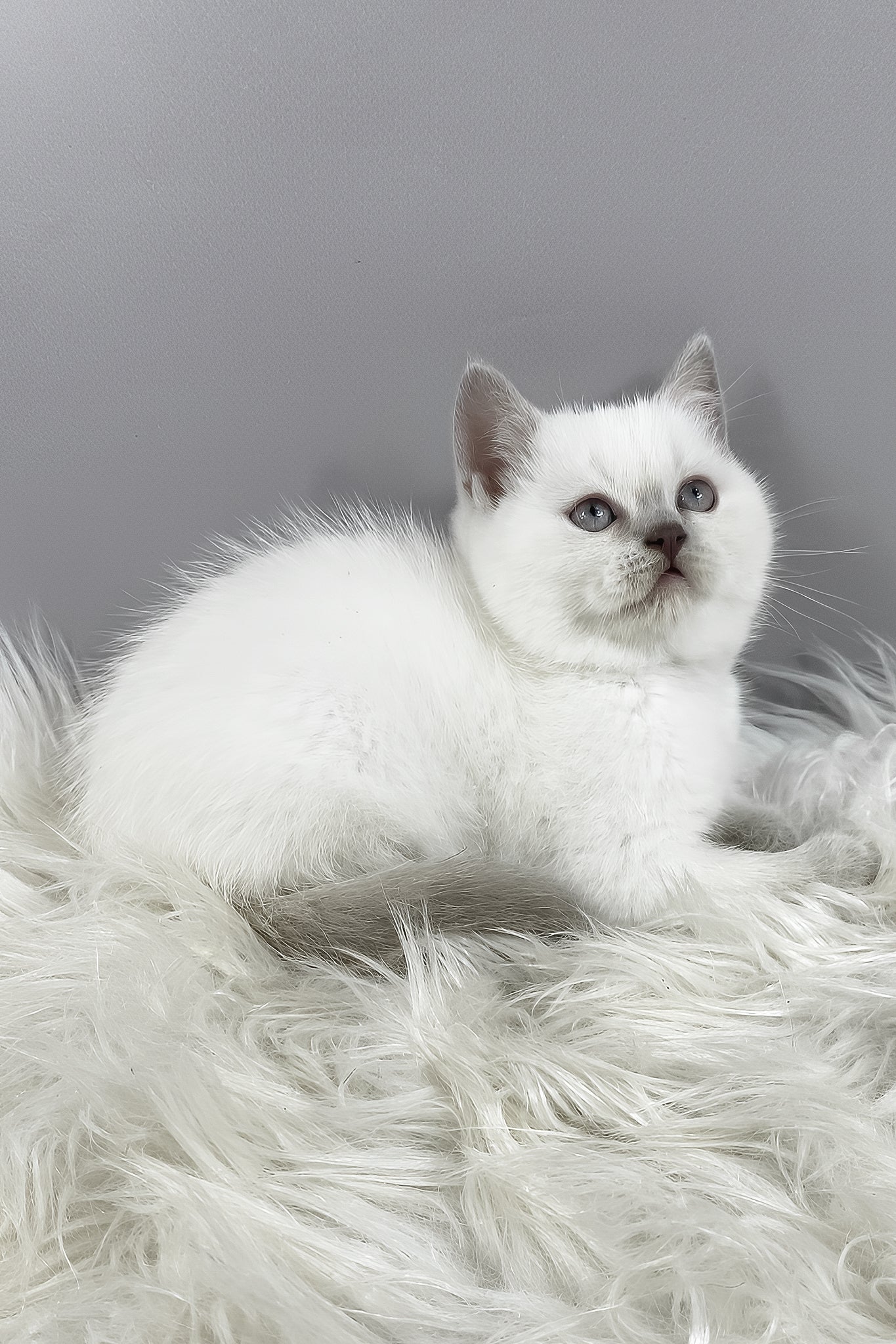 Rozi | British Shorthair Kitten - Image 4