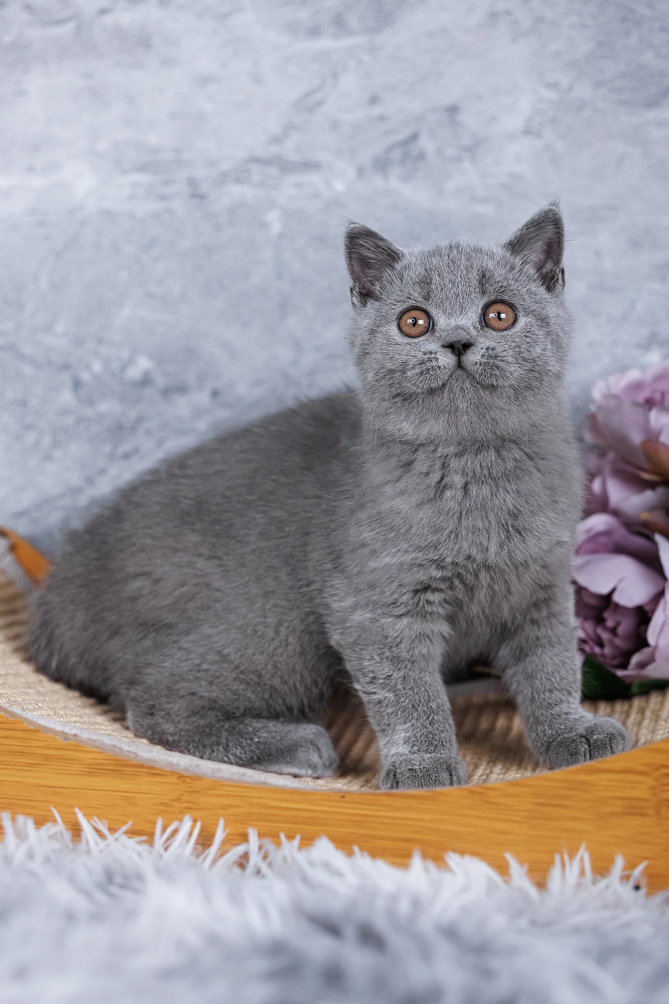 Sakura | British Shorthair Kitten - Image 5