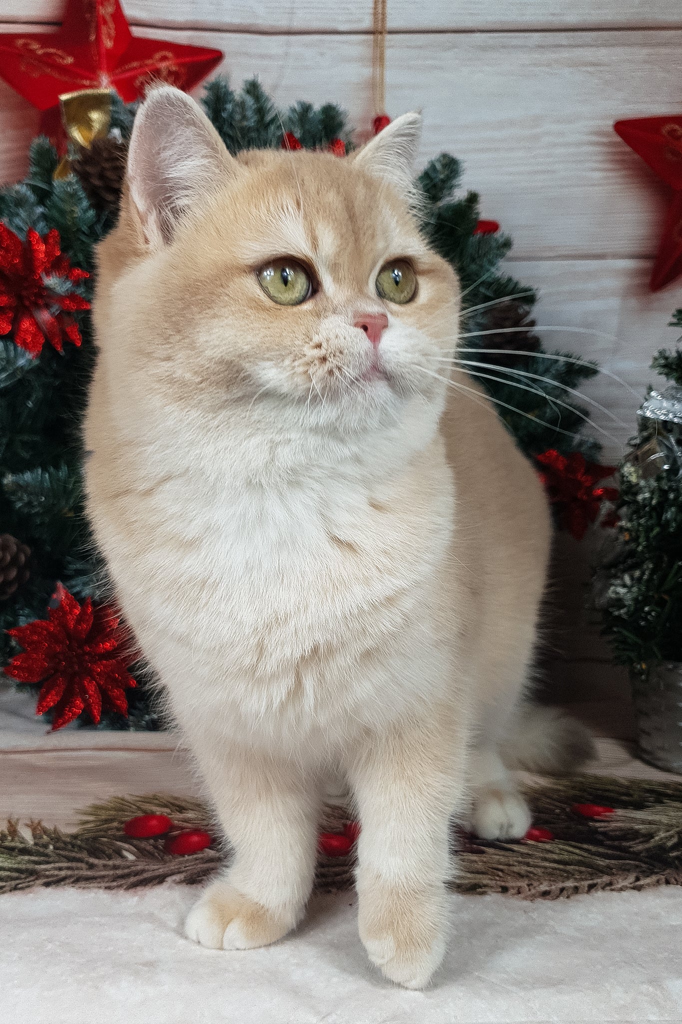 Sofi | British Shorthair Kitten - Image 5
