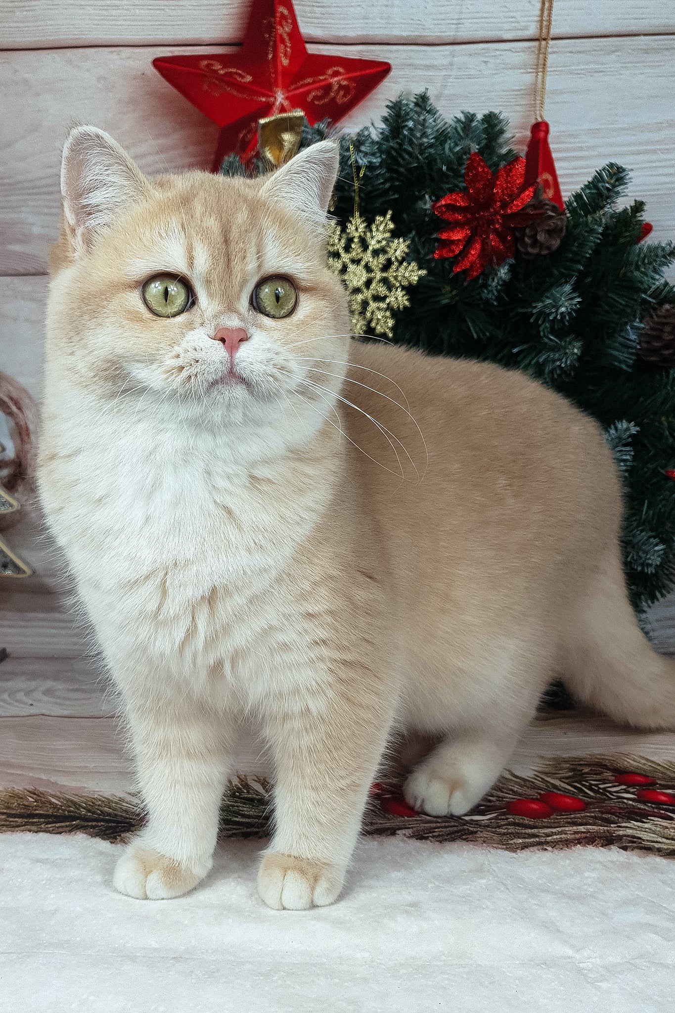 Sofi | British Shorthair Kitten - Image 7