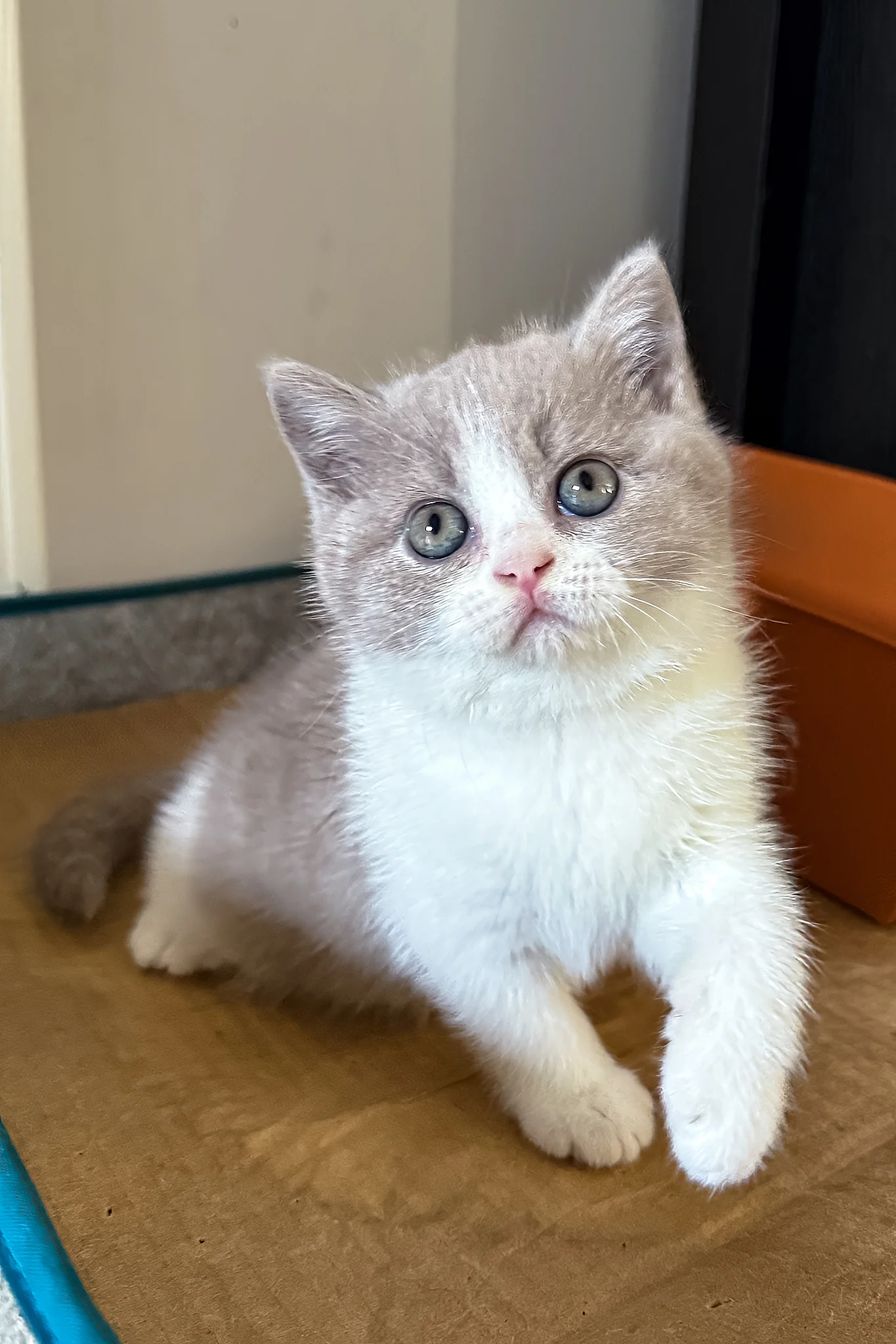 Sprig | British Shorthair Kitten - Image 3