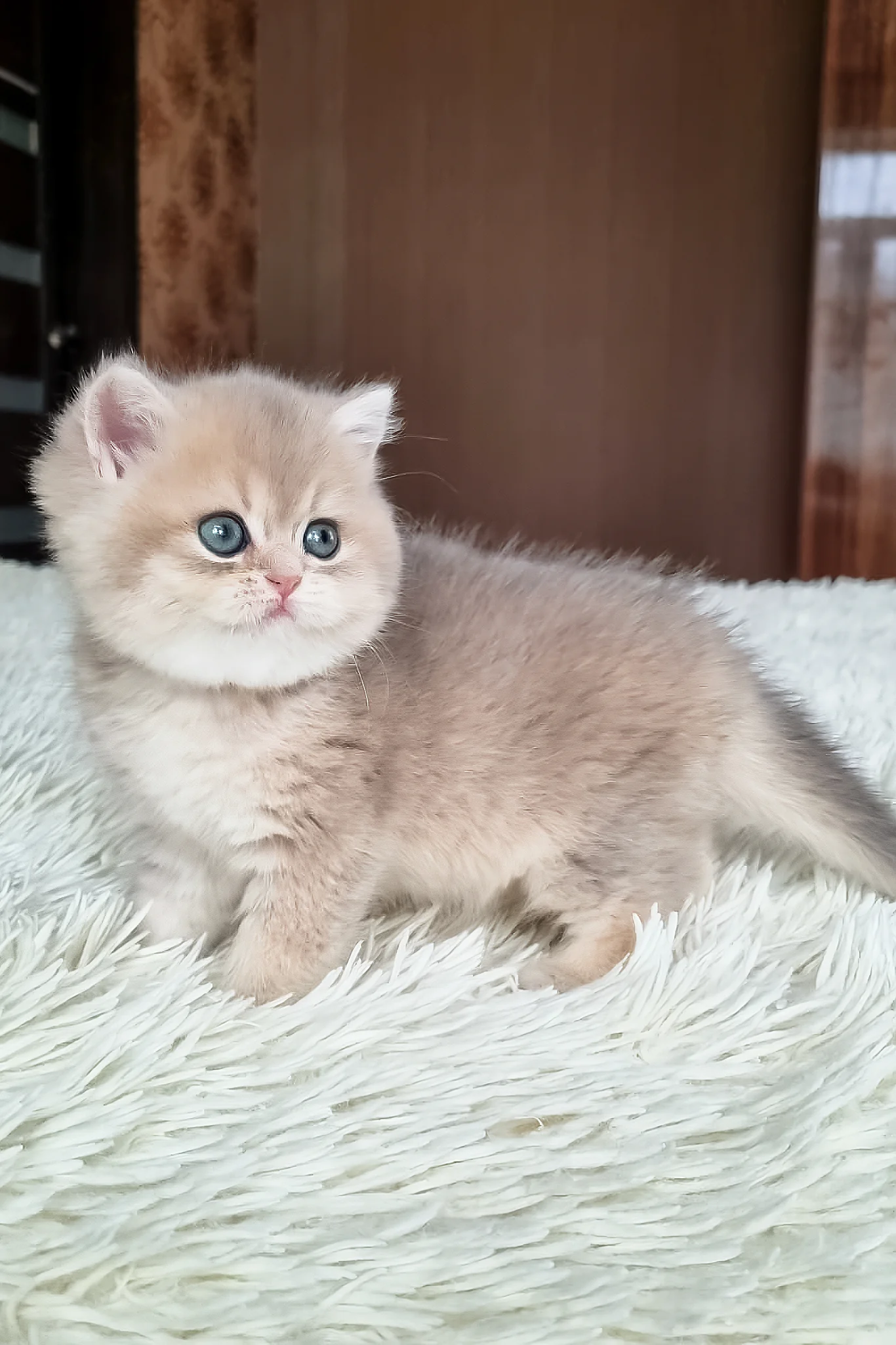 Stesha | British Shorthair Kitten - Image 2