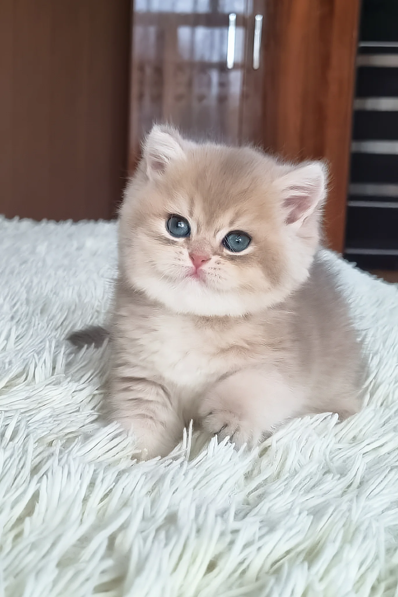 Stesha | British Shorthair Kitten - Image 3