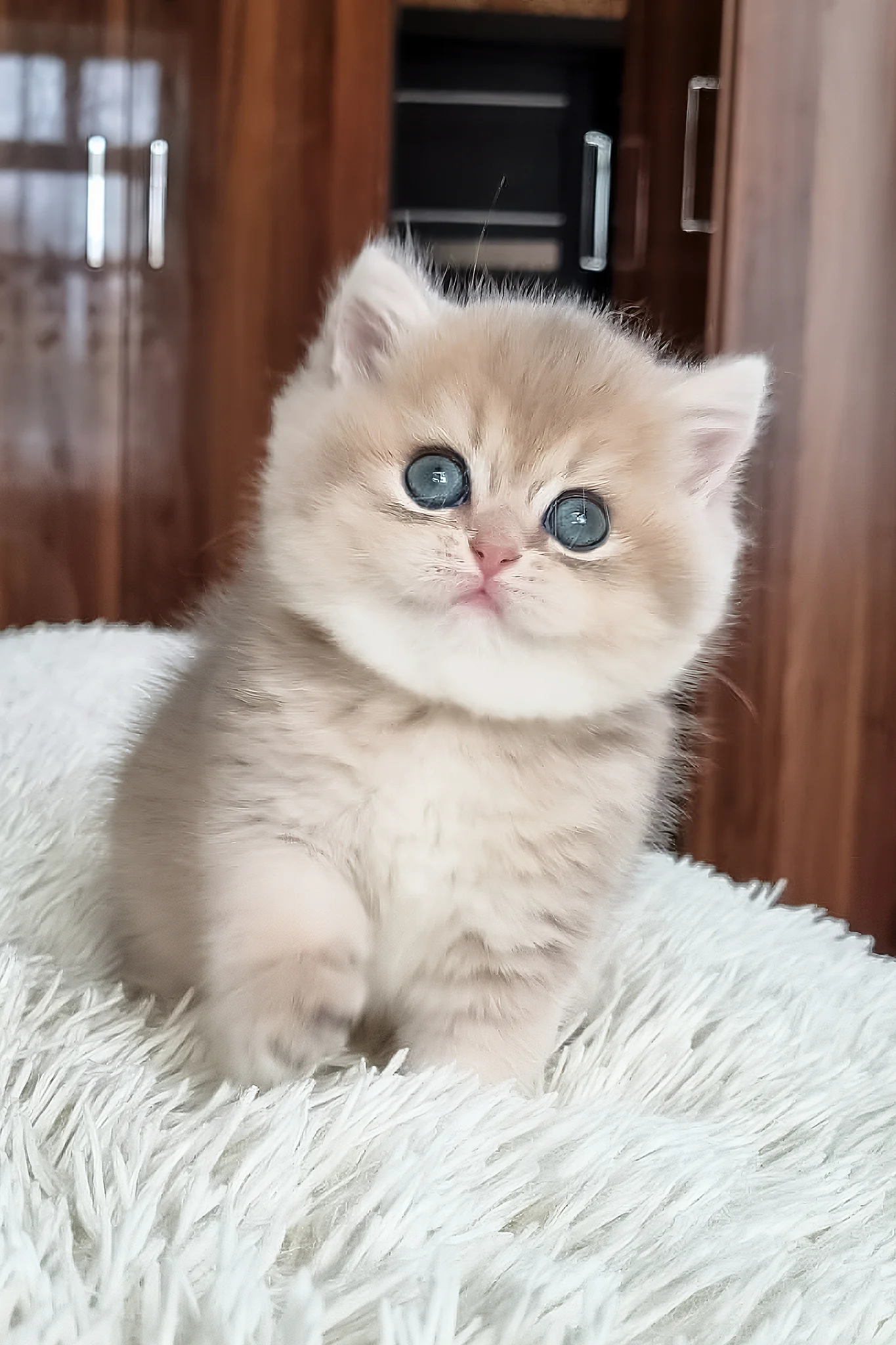 Stesha | British Shorthair Kitten - Image 5