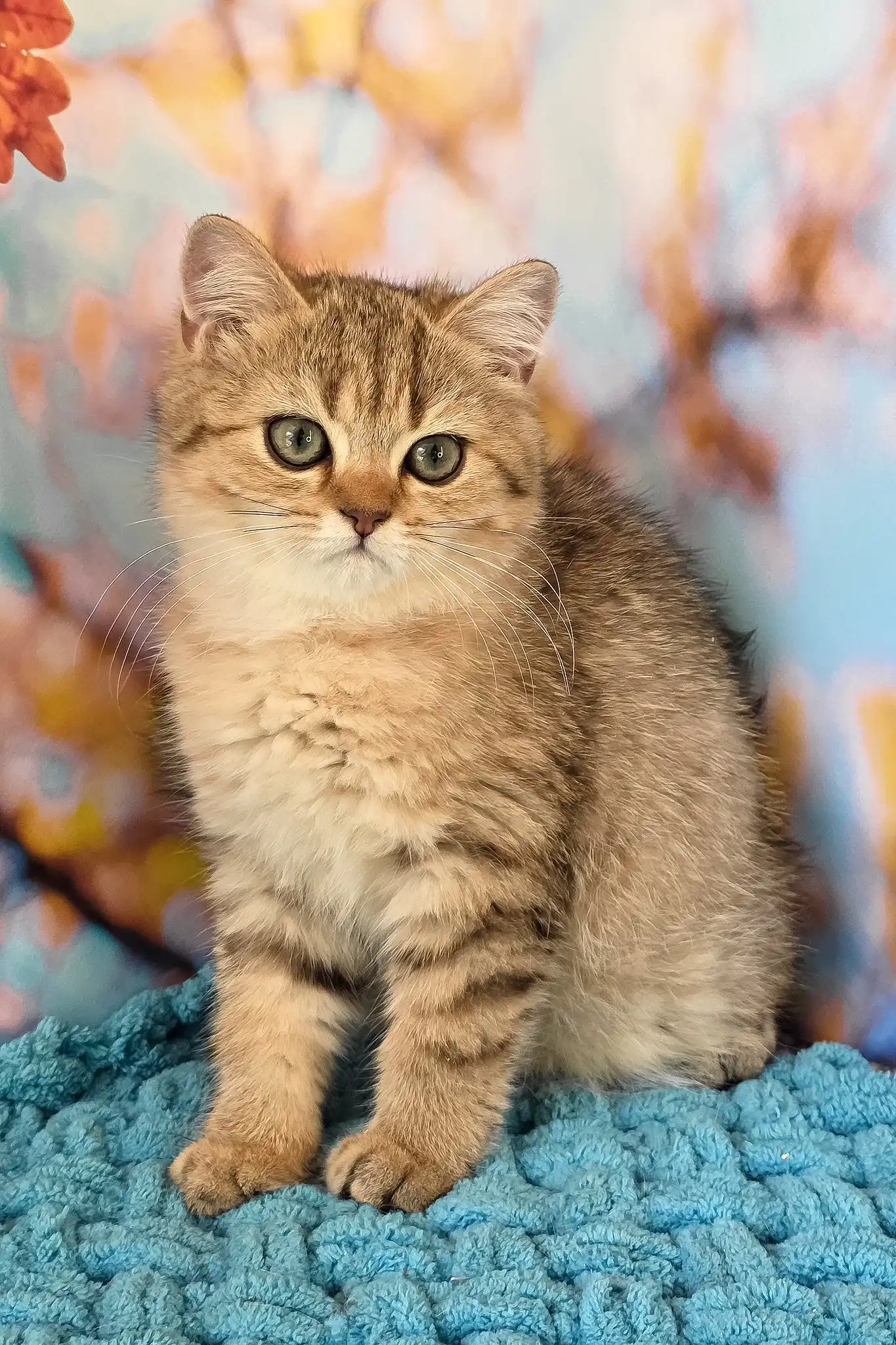 Ulya | British Shorthair Kitten - Image 4