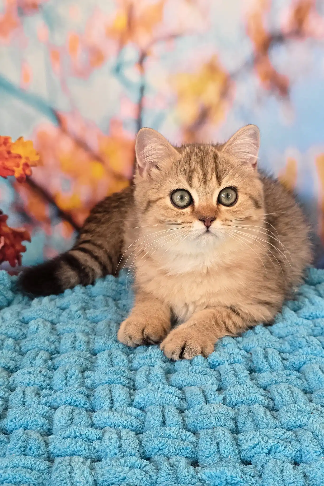 Ulya | British Shorthair Kitten - Image 8