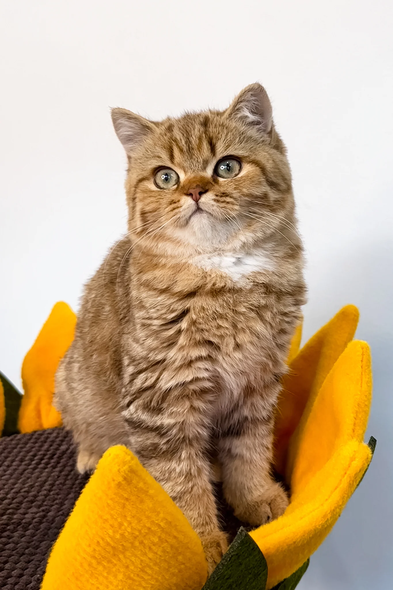 Uma | British Shorthair Kitten - Image 2