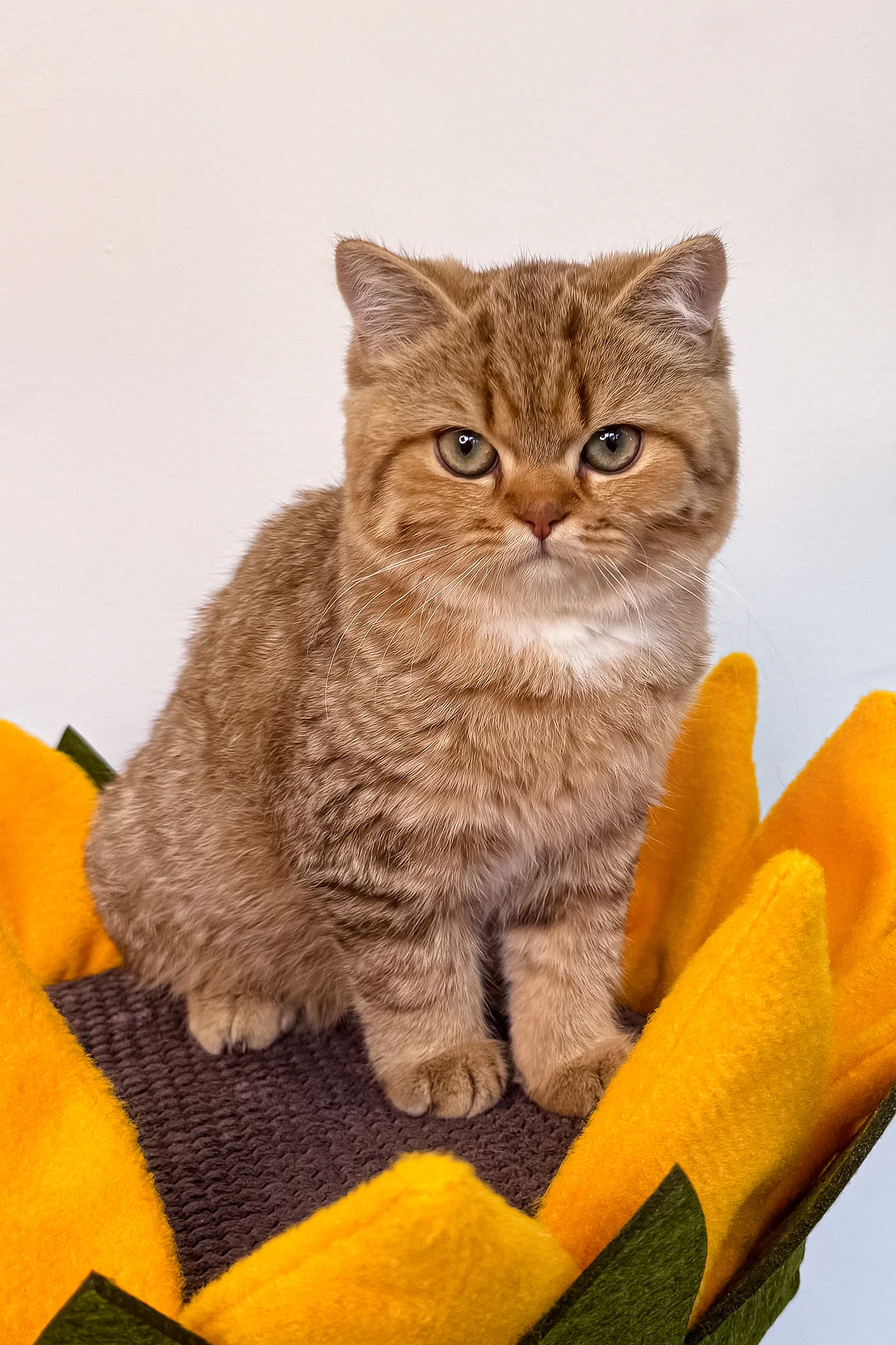 Uma | British Shorthair Kitten - Image 5