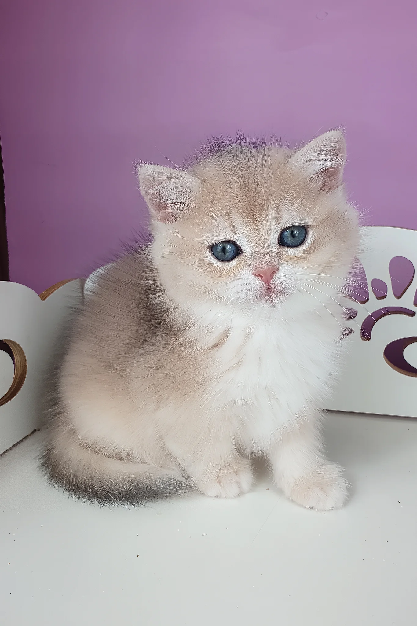Unika | British Shorthair Kitten - Image 4