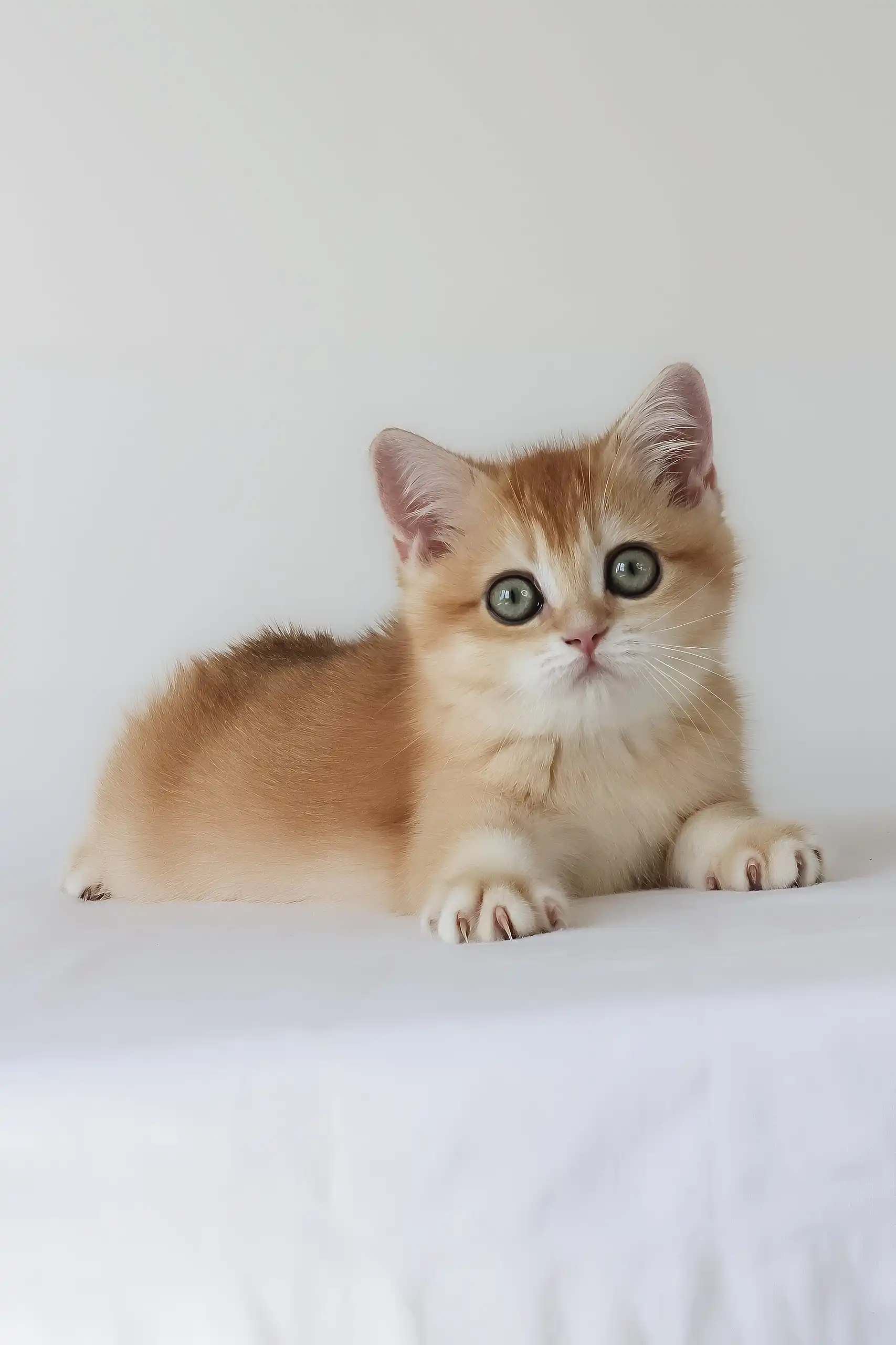 Ursalia | British Shorthair Kitten - Image 2