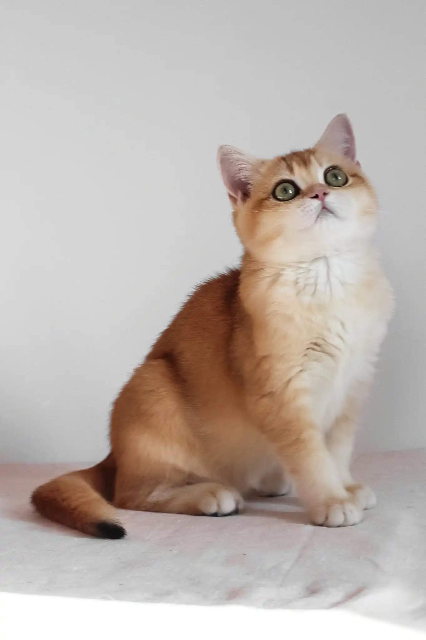 Ursula | British Shorthair Kitten - Image 7