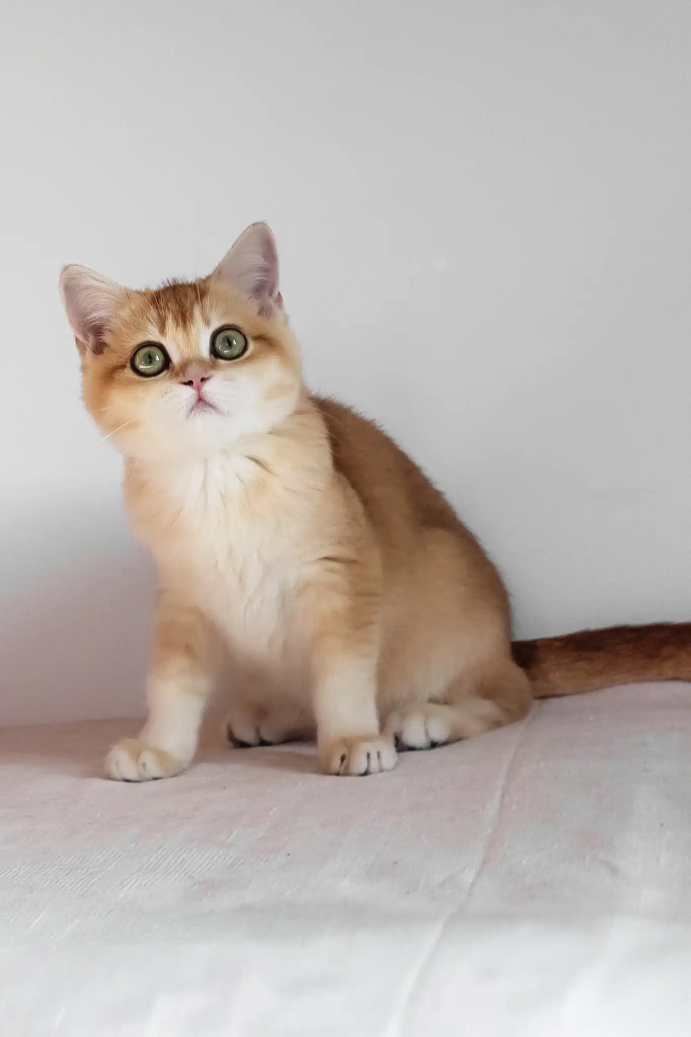 Ursula | British Shorthair Kitten - Image 8