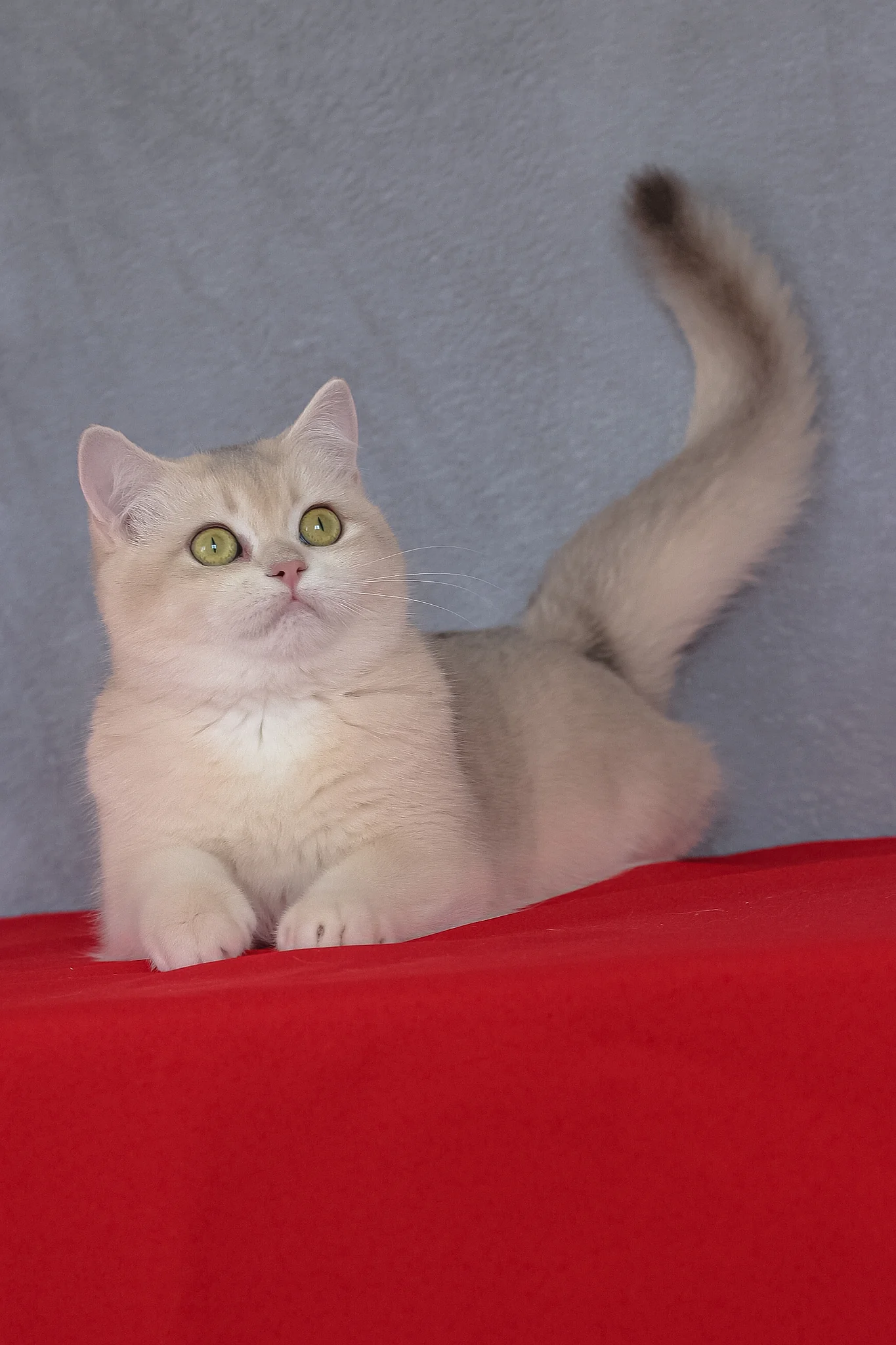 Vanda | British Shorthair Kitten - Image 8