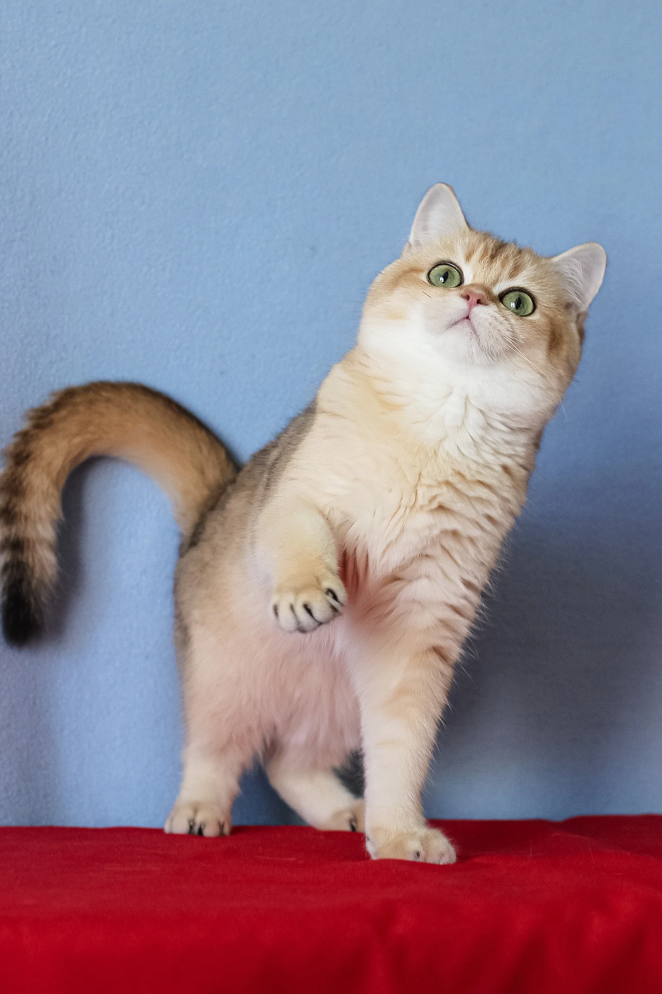 Viola | British Shorthair Kitten - Image 4