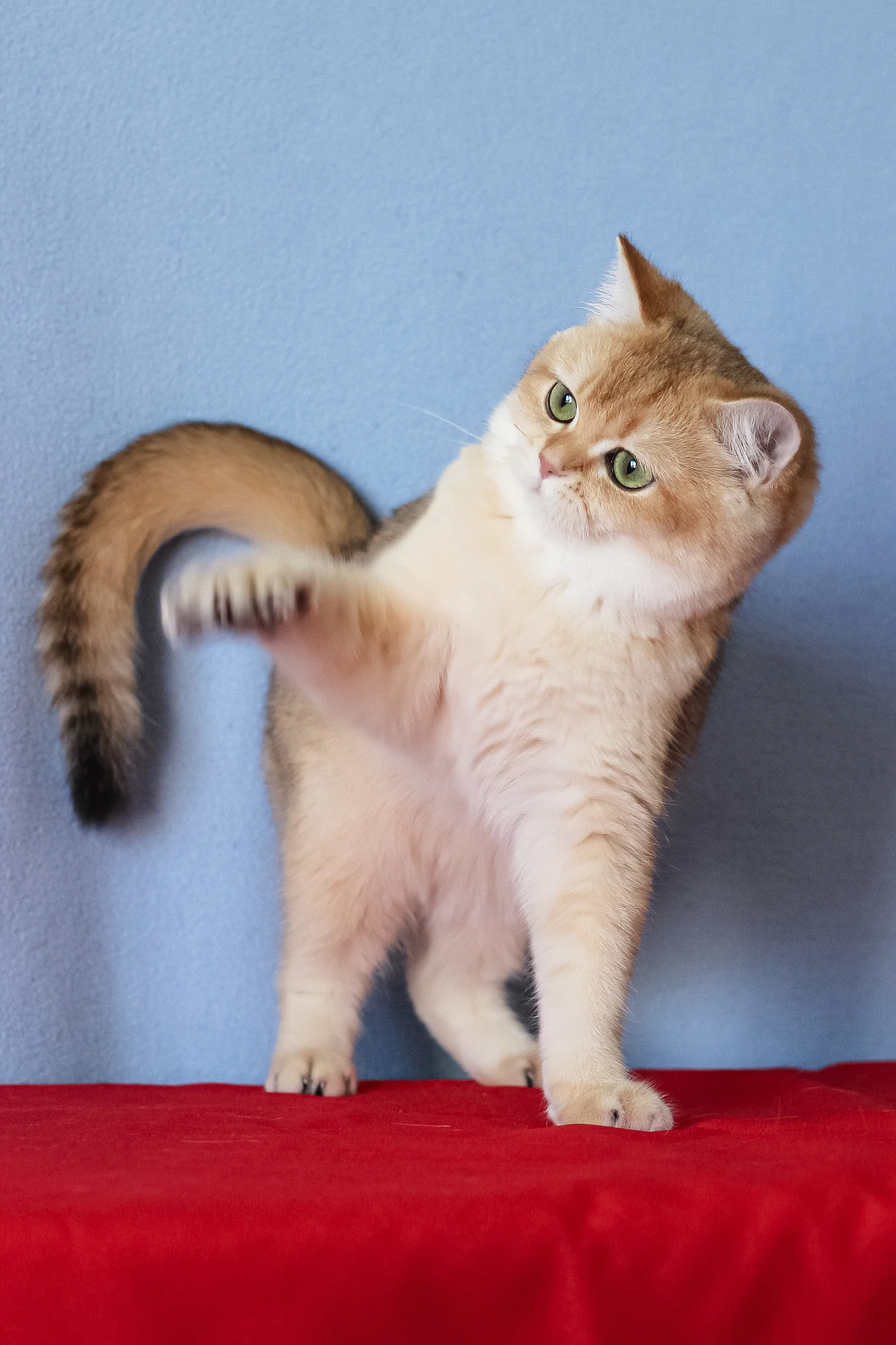 Viola | British Shorthair Kitten - Image 7