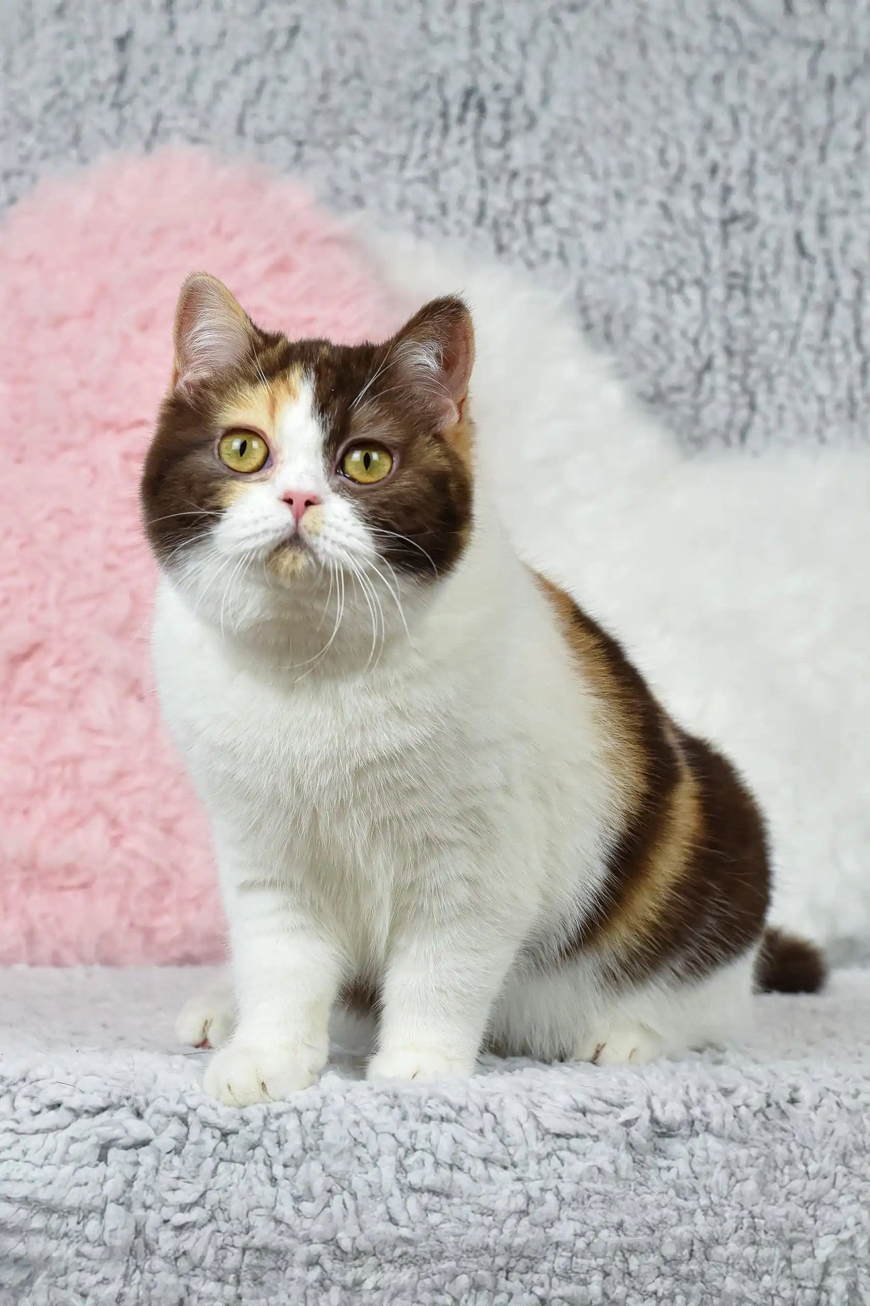 Wanda-Lyn | British Shorthair Kitten - Image 8