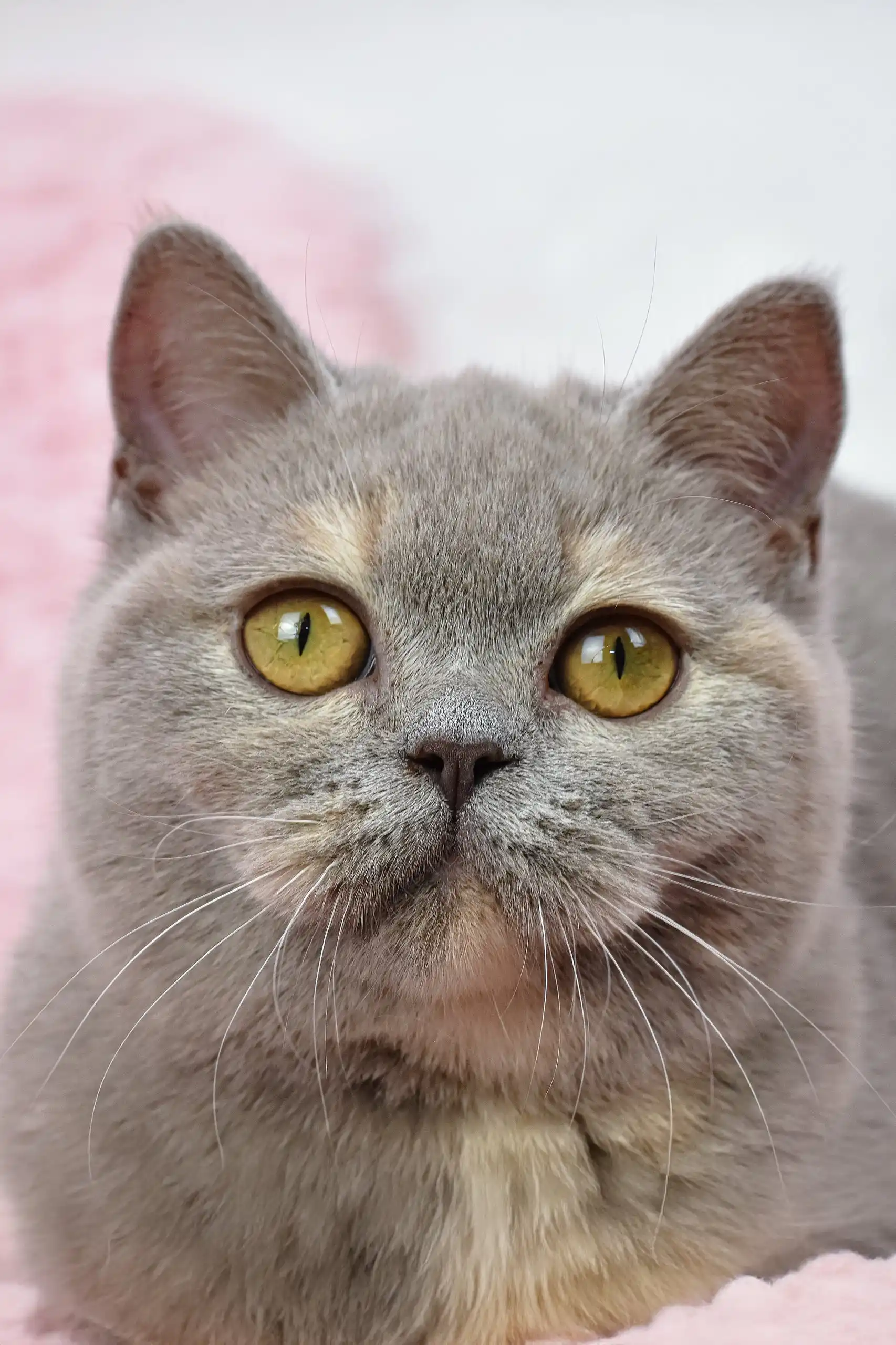 Wendy | British Shorthair Kitten - Image 9