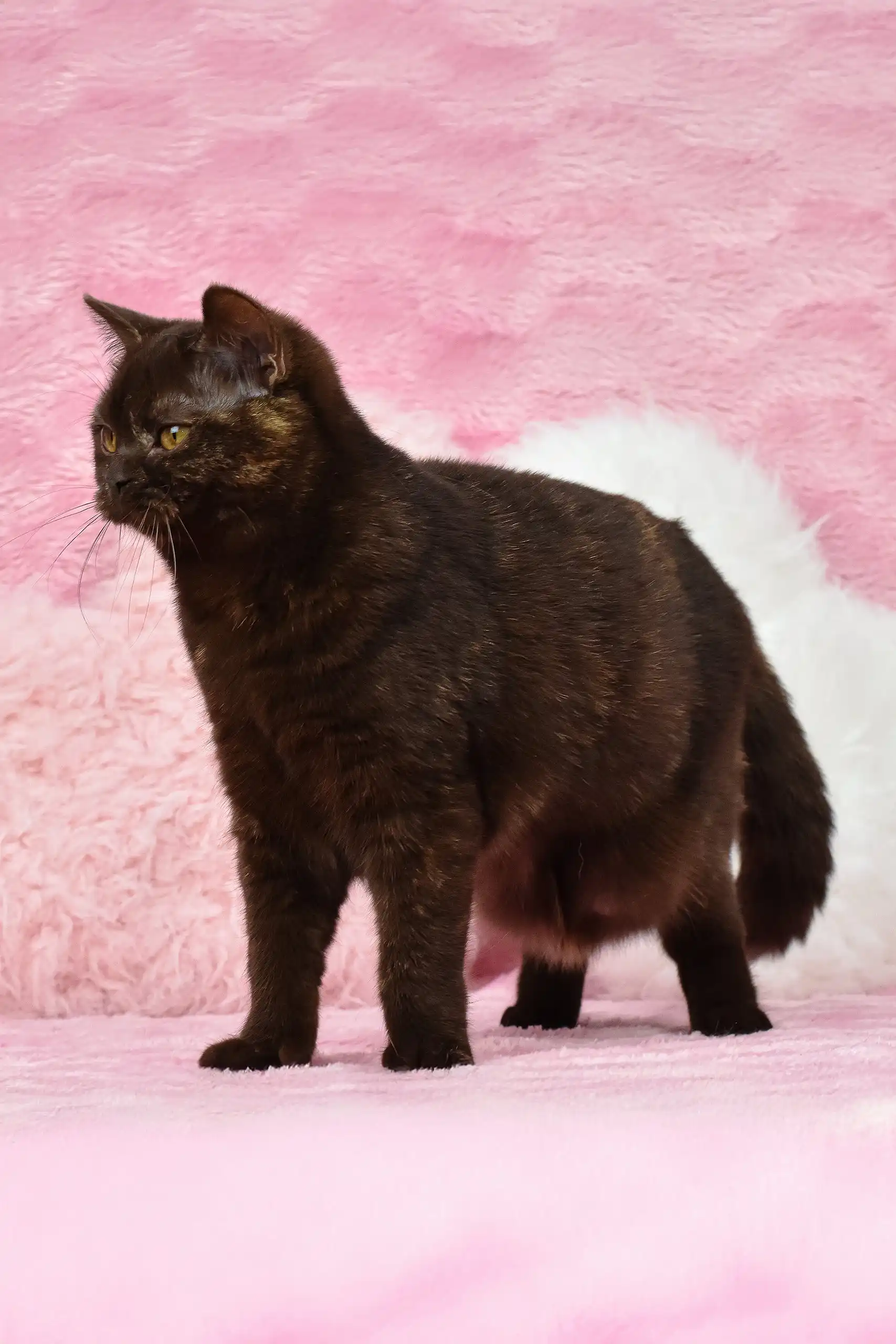 Willow | British Shorthair Kitten - Image 3