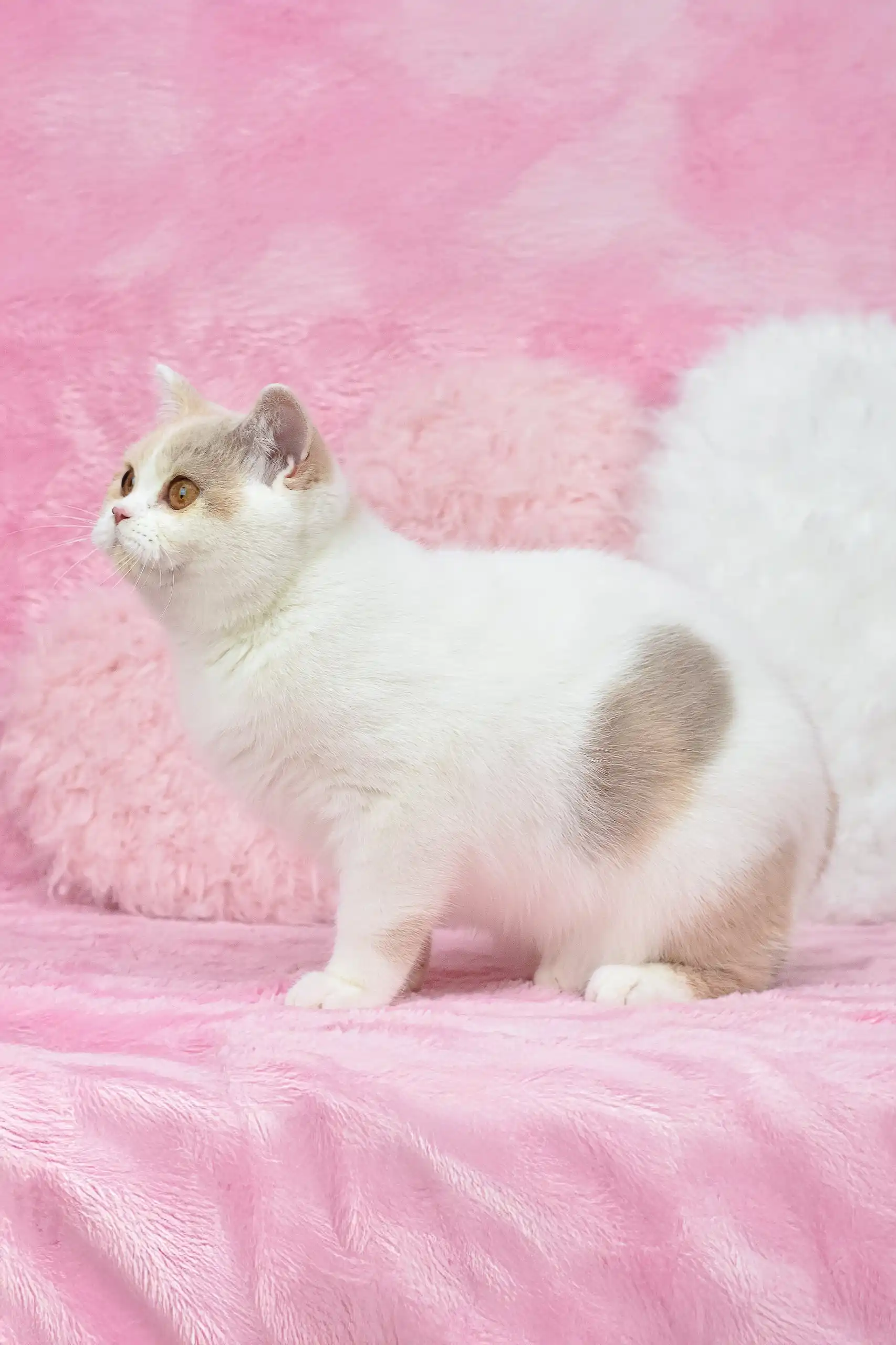 Xane | British Shorthair Kitten - Image 3