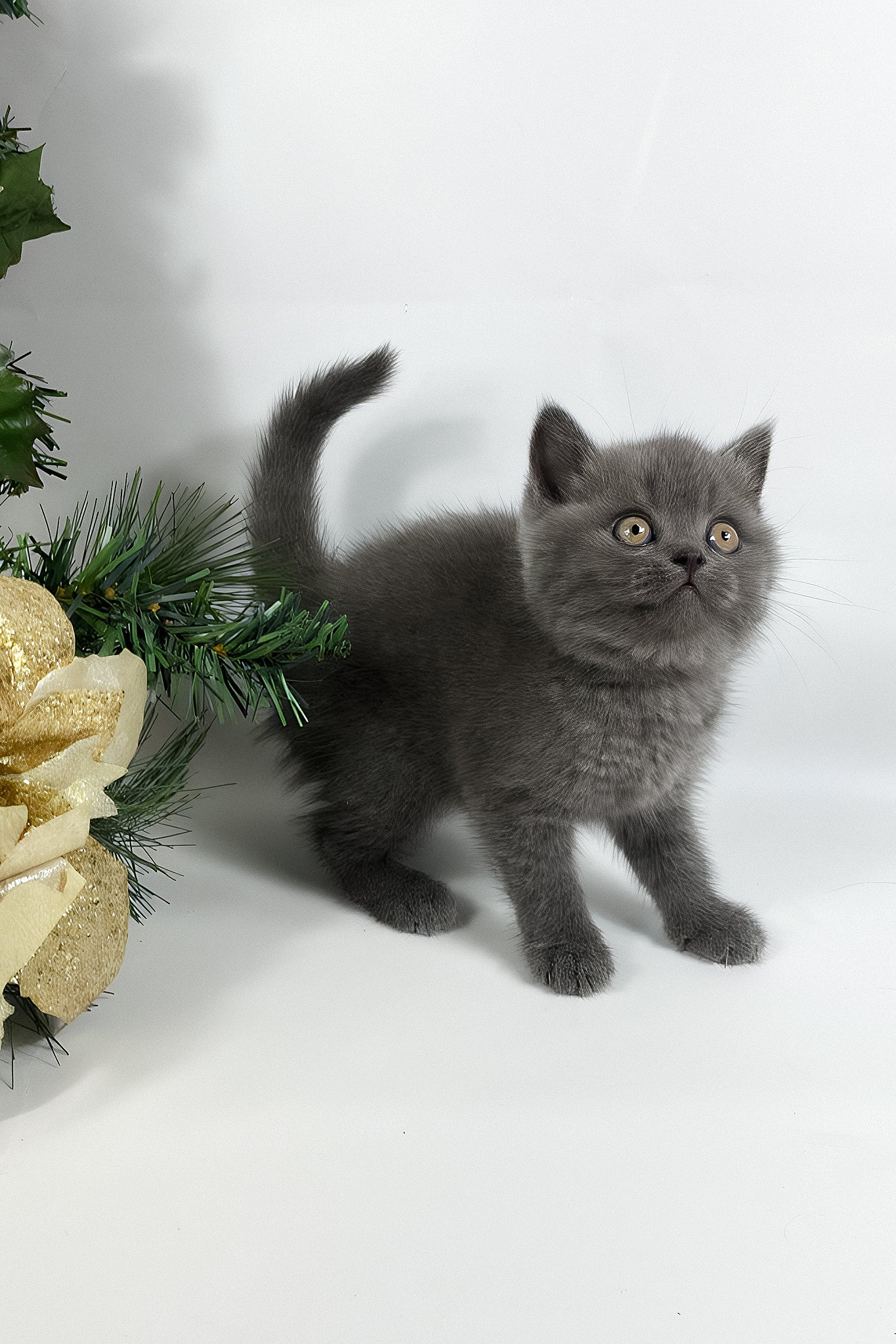Xanti | British Shorthair Kitten - Image 4