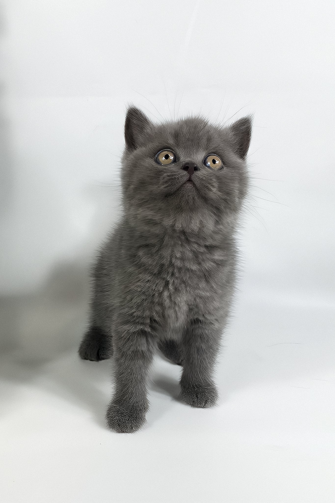 Xanti | British Shorthair Kitten - Image 6