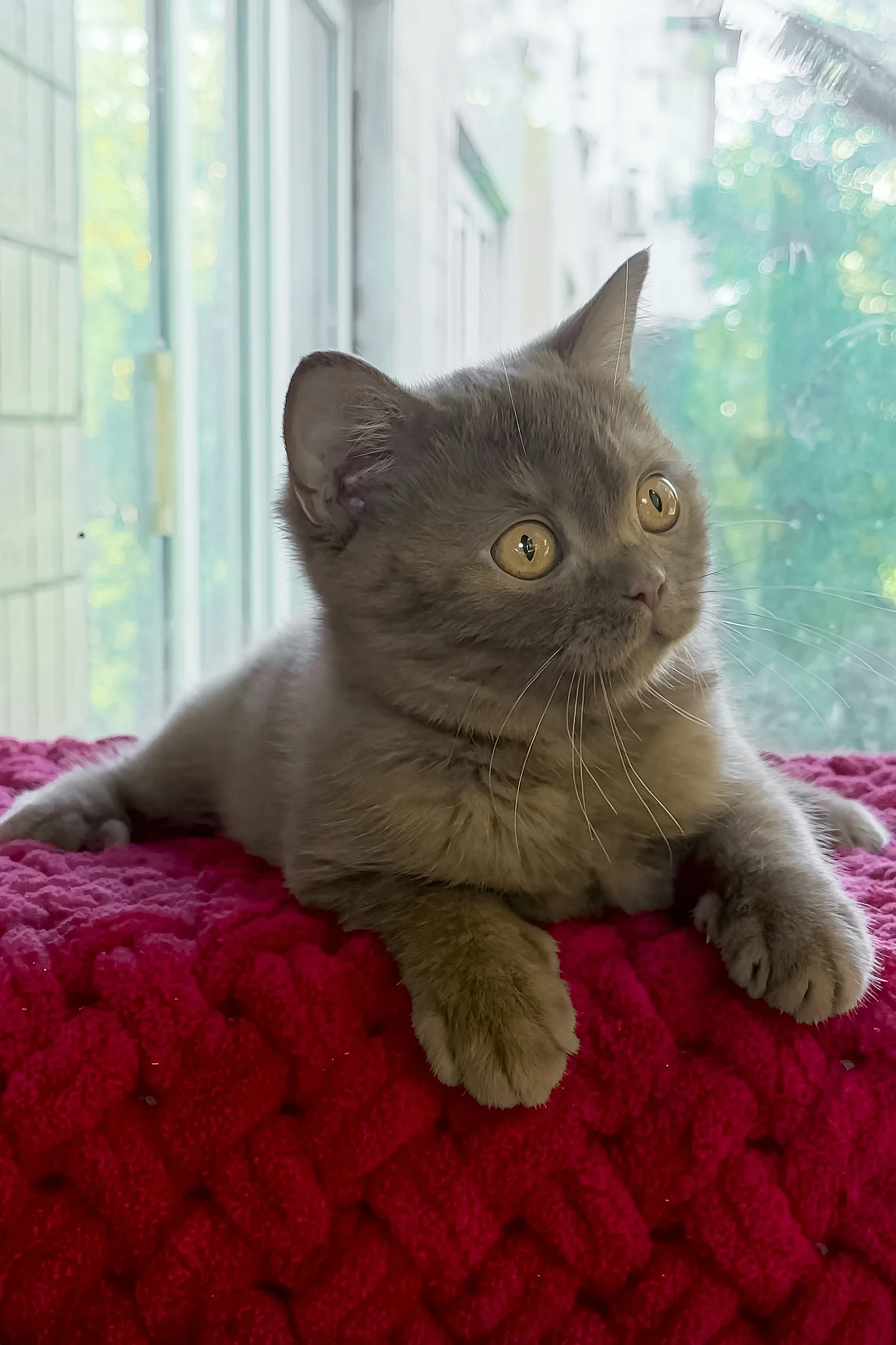 Xeniya | British Shorthair Kitten - Image 2