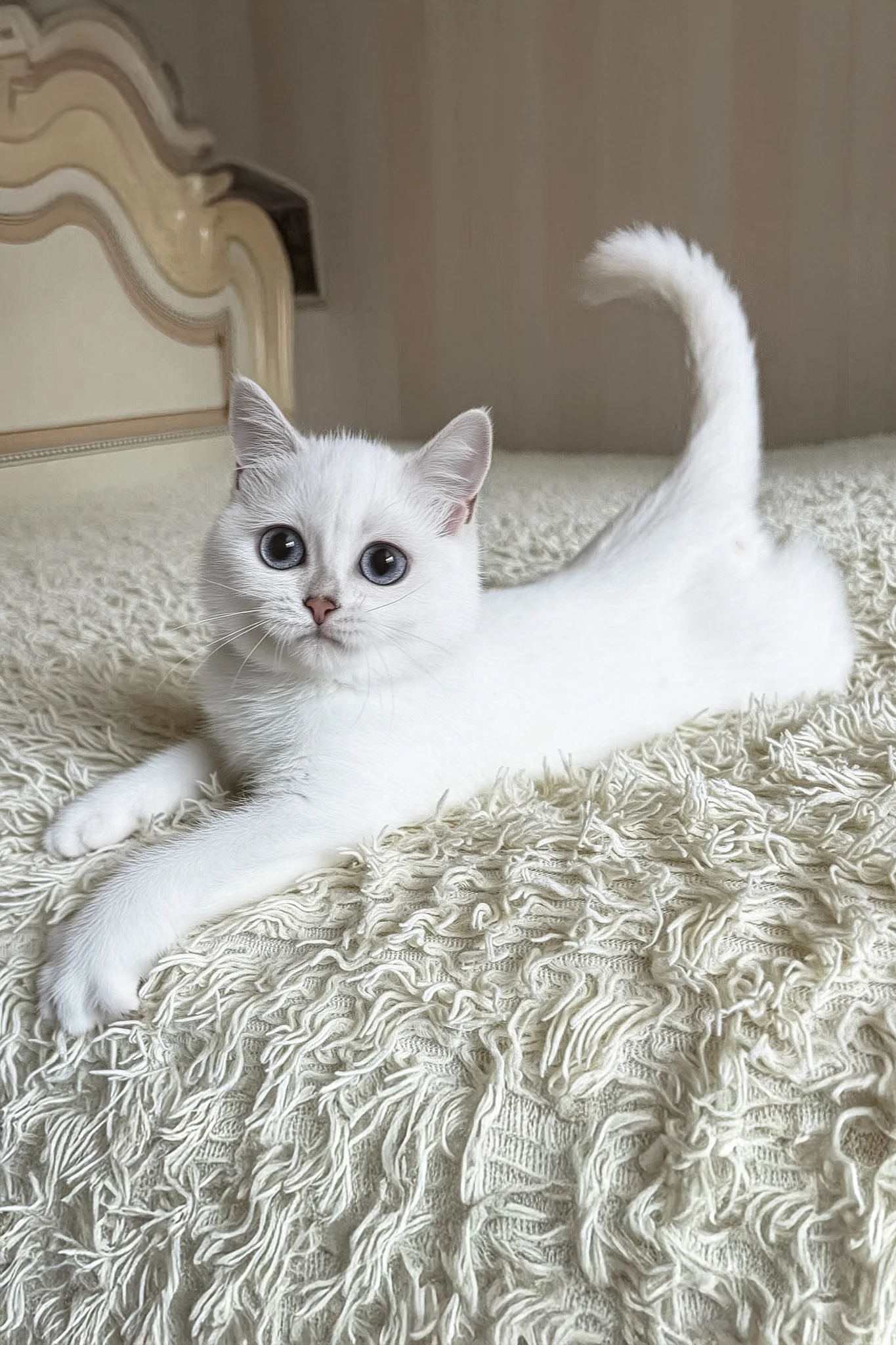Yara | British Shorthair Kitten - Image 2