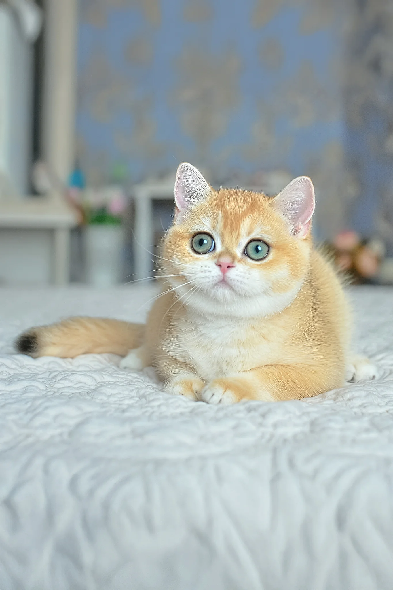 Yoko | British Shorthair Kitten - Image 3