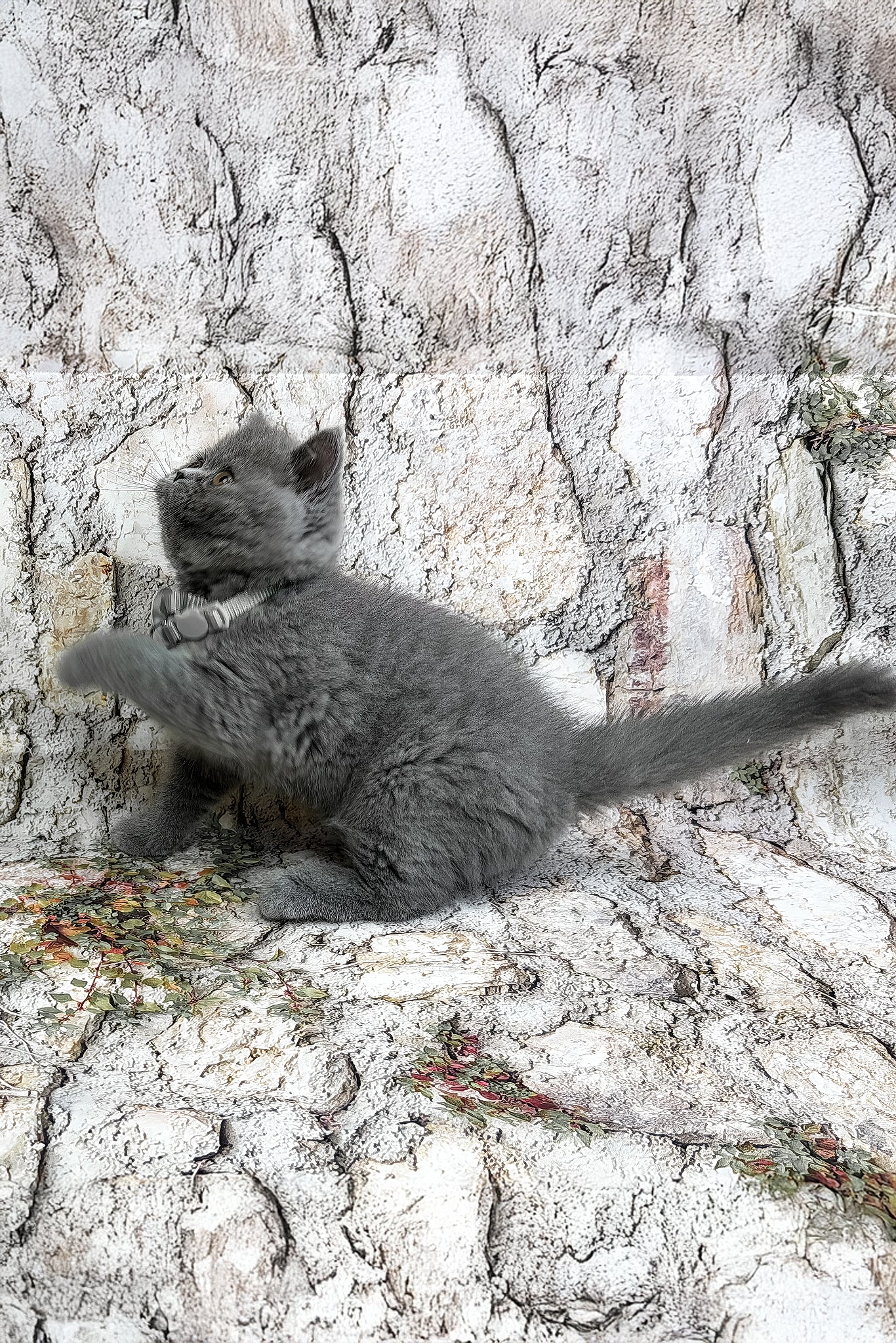 Yolla | British Shorthair Kitten - Image 3