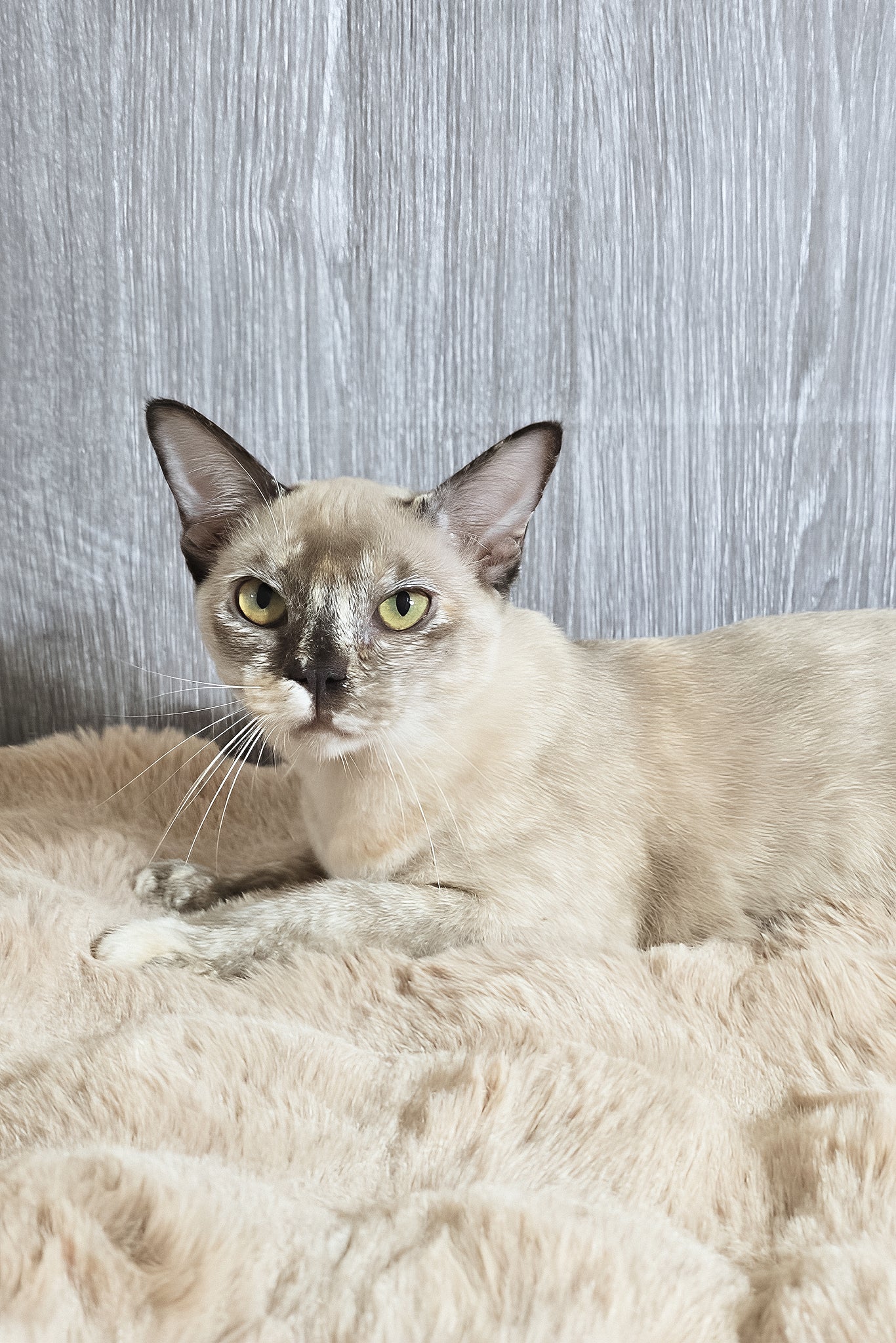 Patricia | Burmese Kitten - Image 3